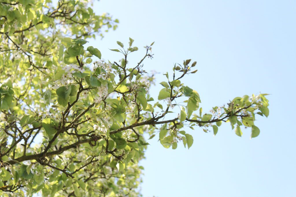 Pryus calleryana Chanticleer tree leaves and blossom with blue sky