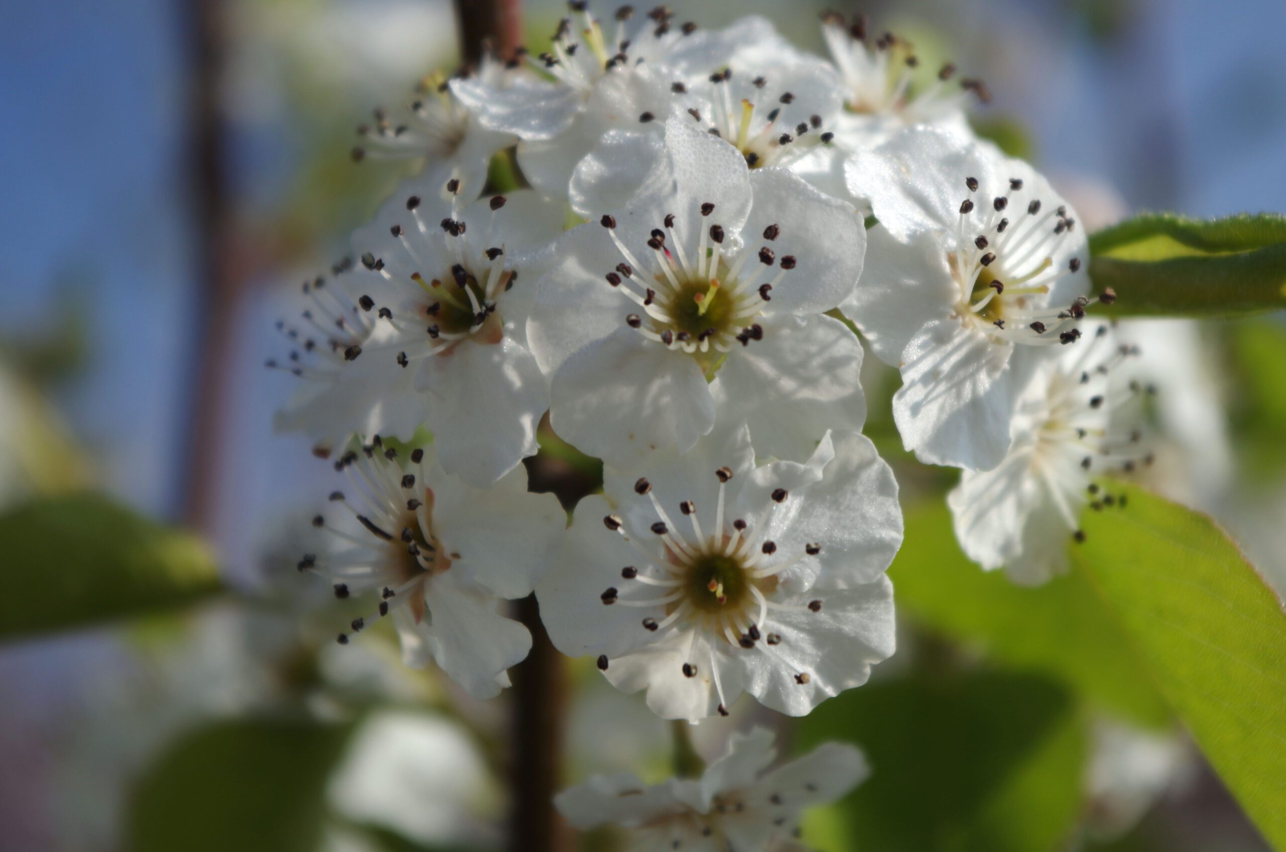 Pryus calleryana Chanticleer white flower blossom