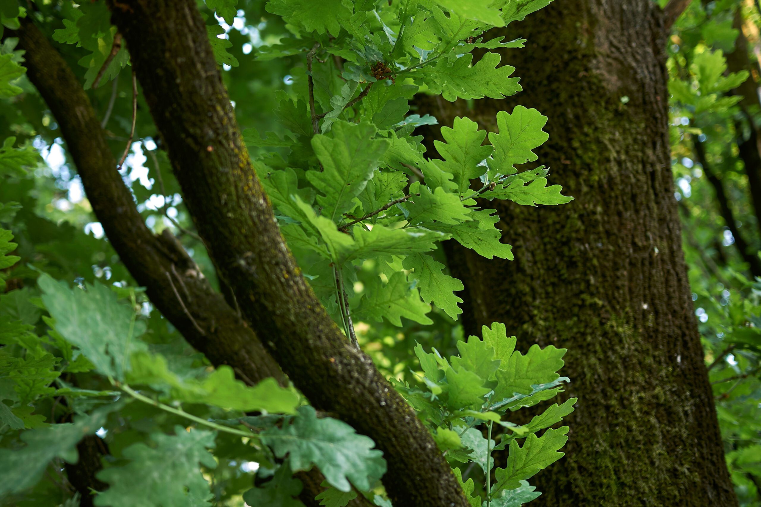 Quercus bimundorum Crimson Spire tree bark and green leaves