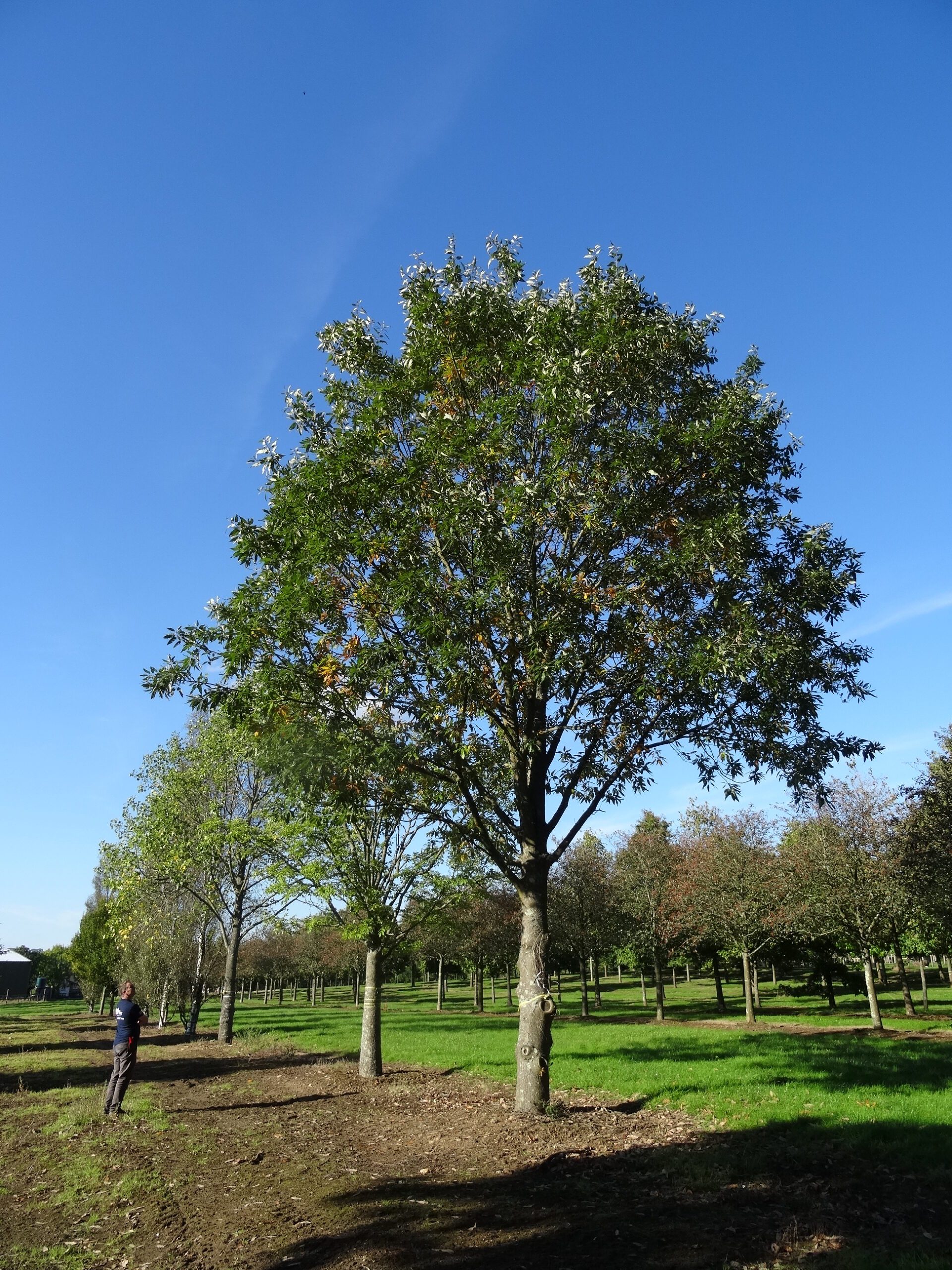 Quercus castaneafolia Greenspire semi mature leaves in field