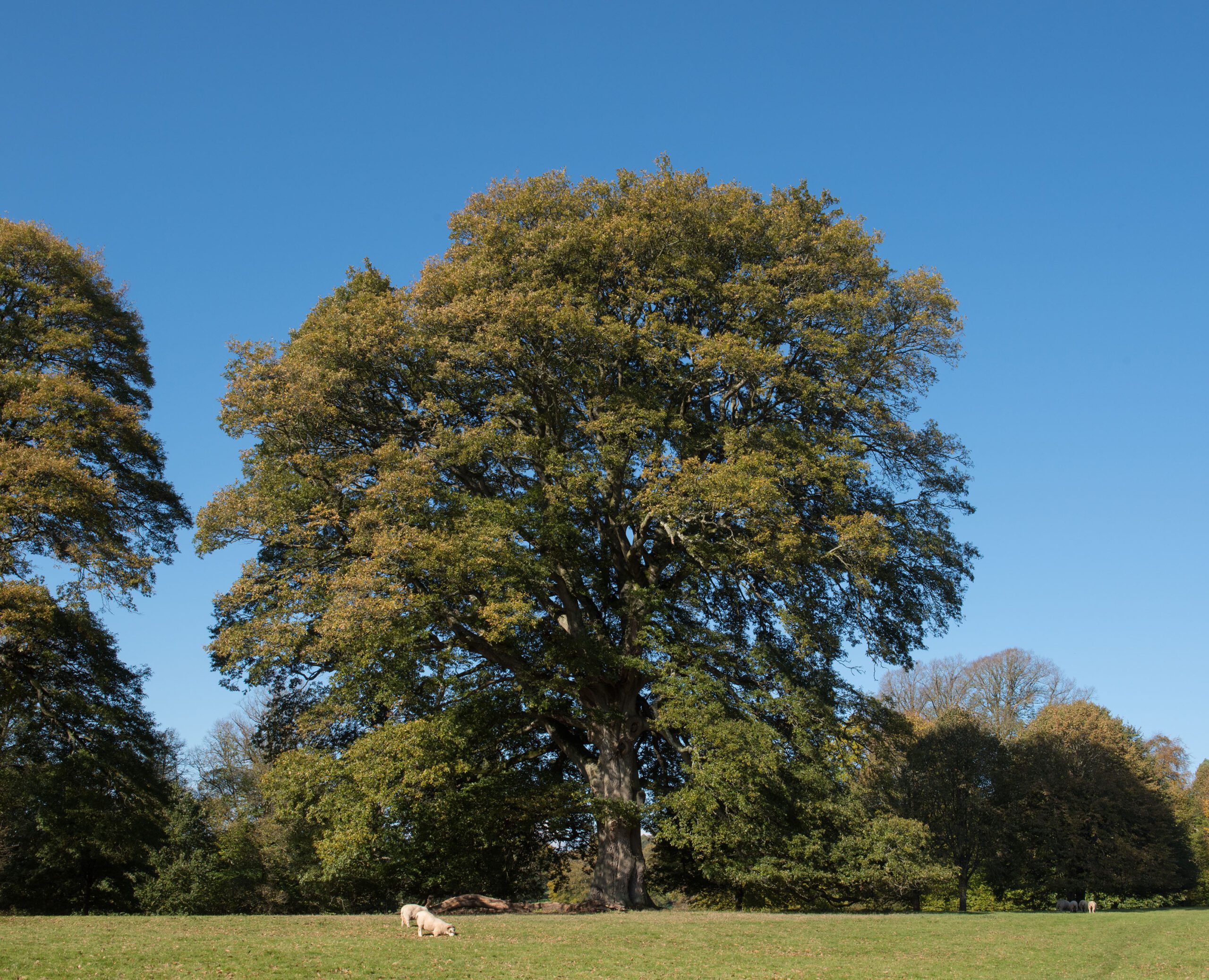 Quercus cerris mature oak tree in field