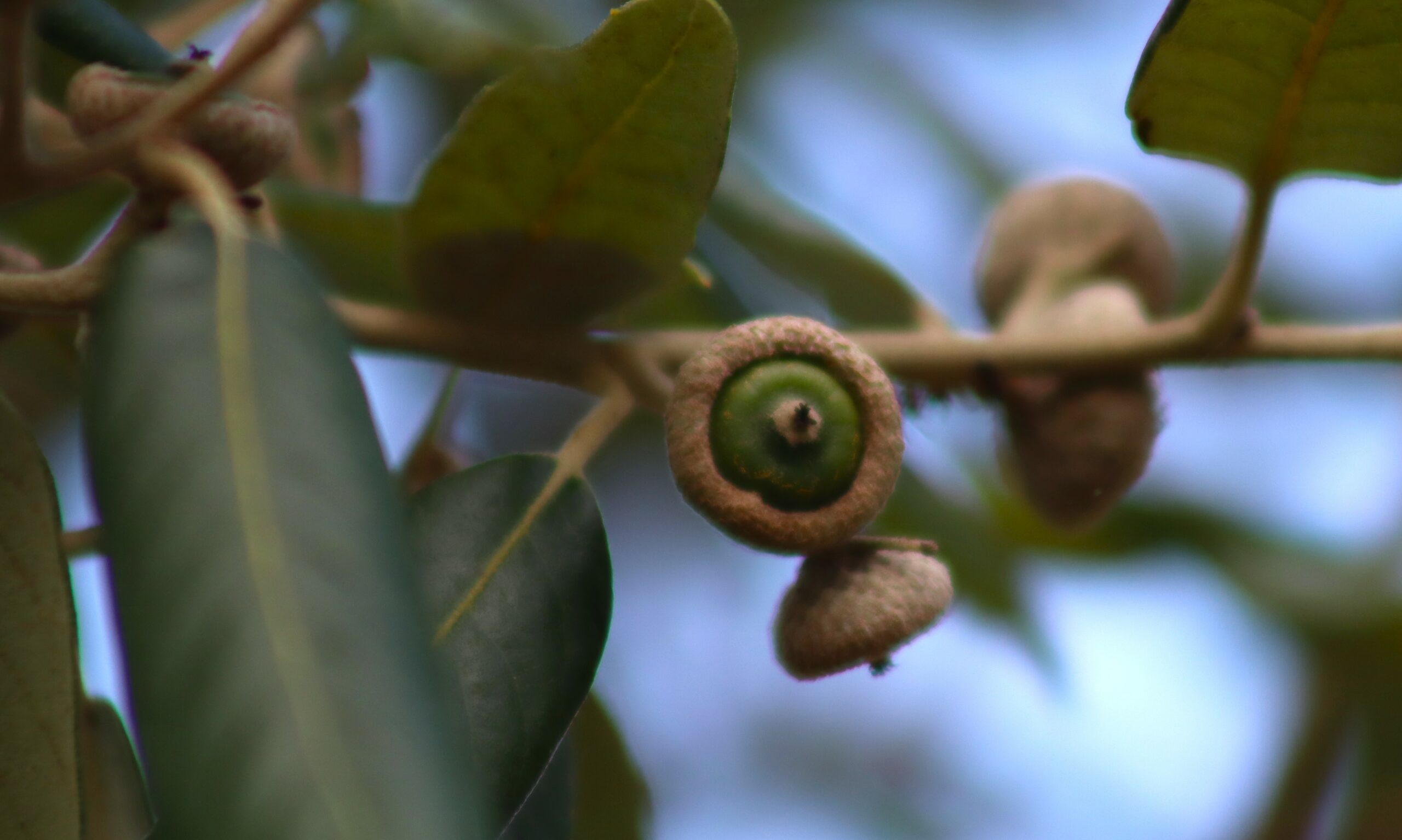 Quercus ilex acorns