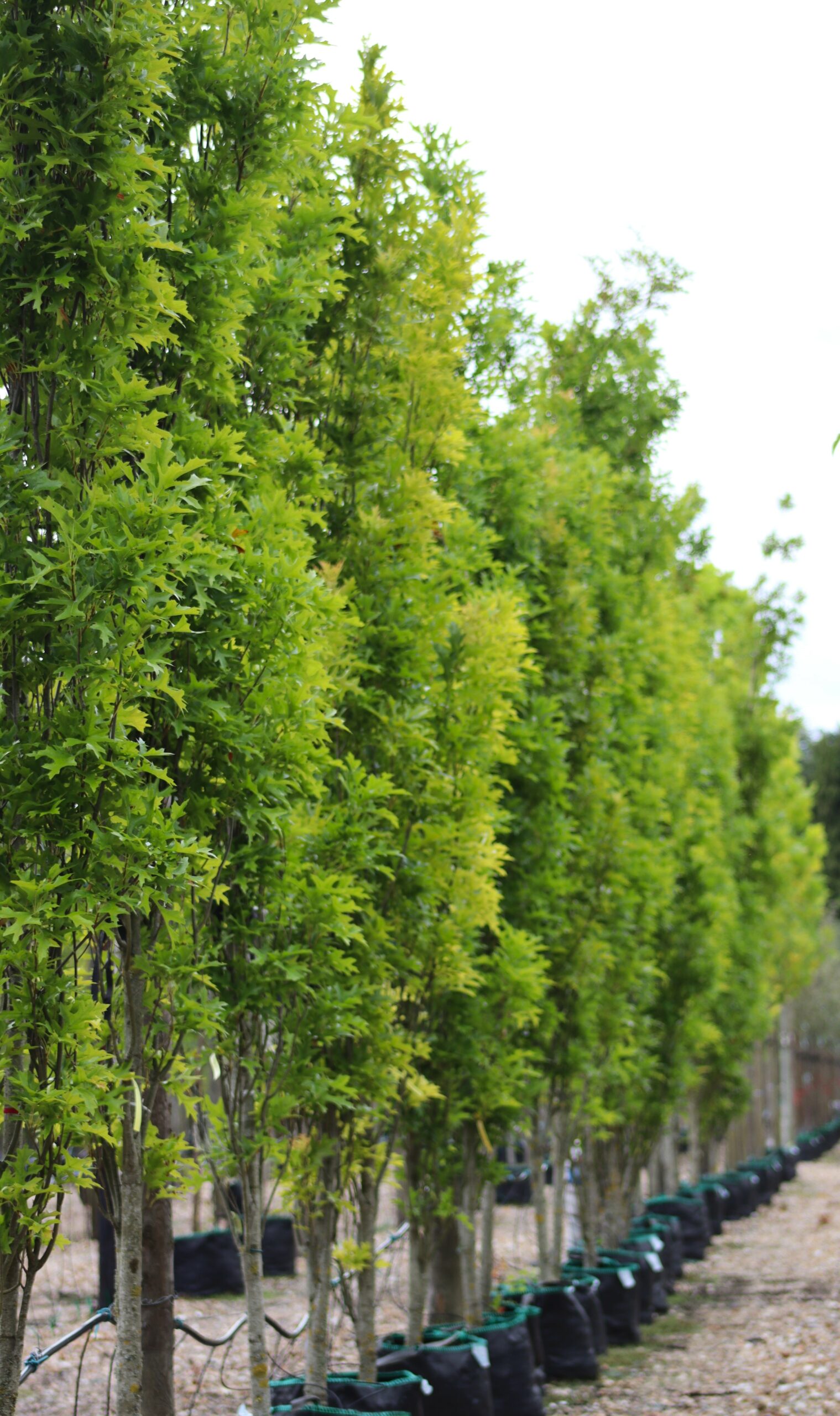 Quercus palustris Green Pillar feathered trees growing in containers