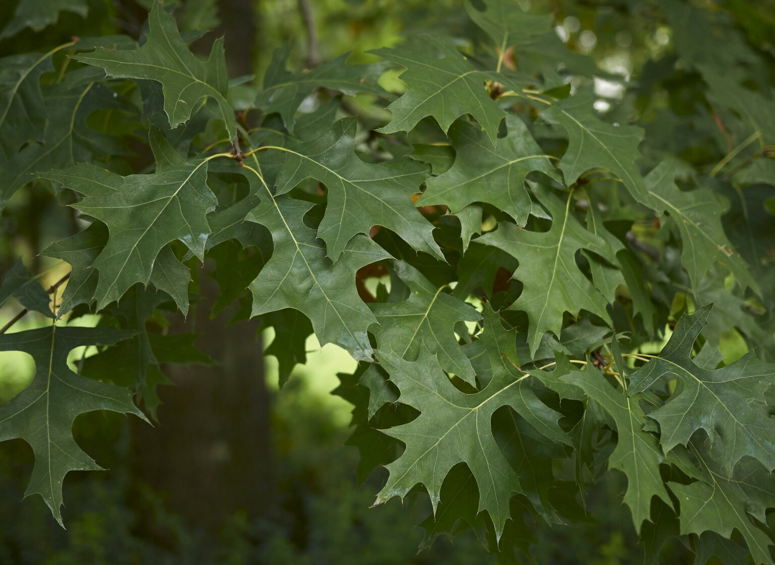 Quercus palustris 'Green Pillar' Tree | Hillier Trees