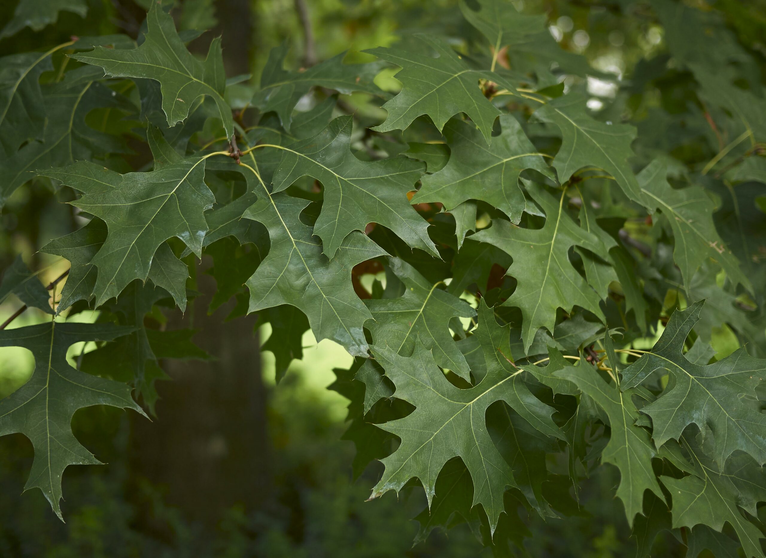 Quercus palustris ‘Green Pillar’
