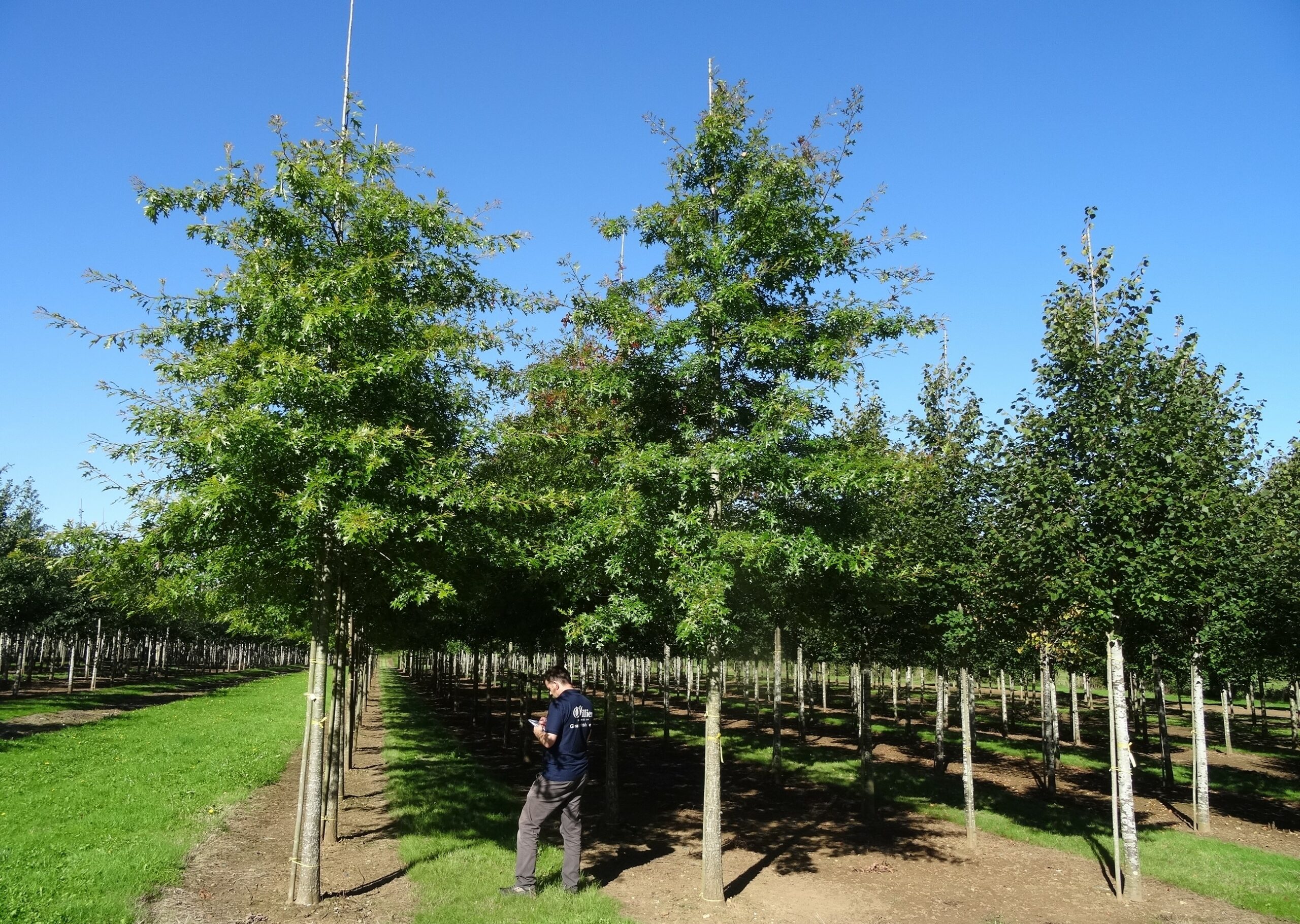 Quercus palustris semi mature trees growing in rows in field