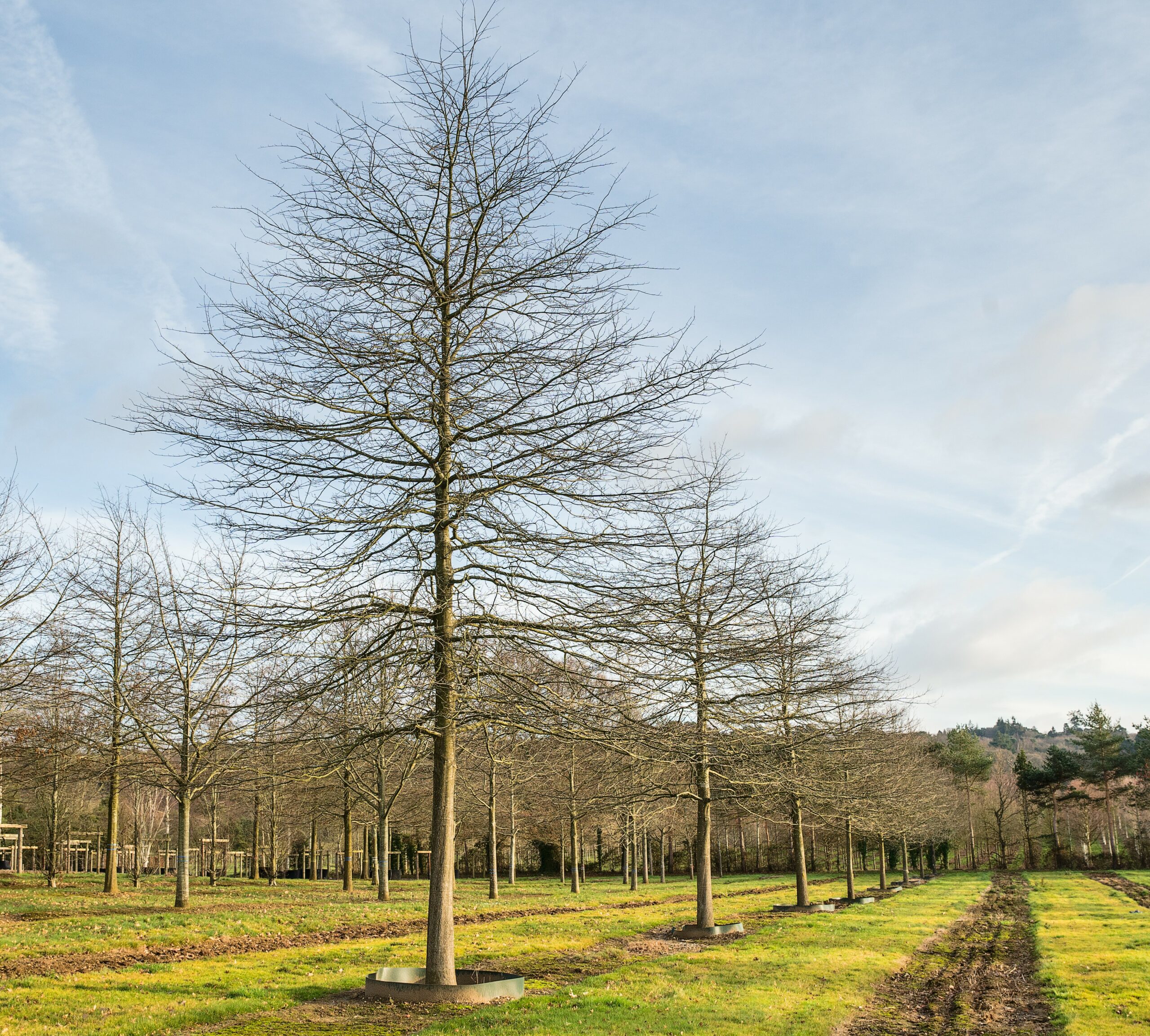 Quercus palustris semi mature trees growing in rows in field in winter