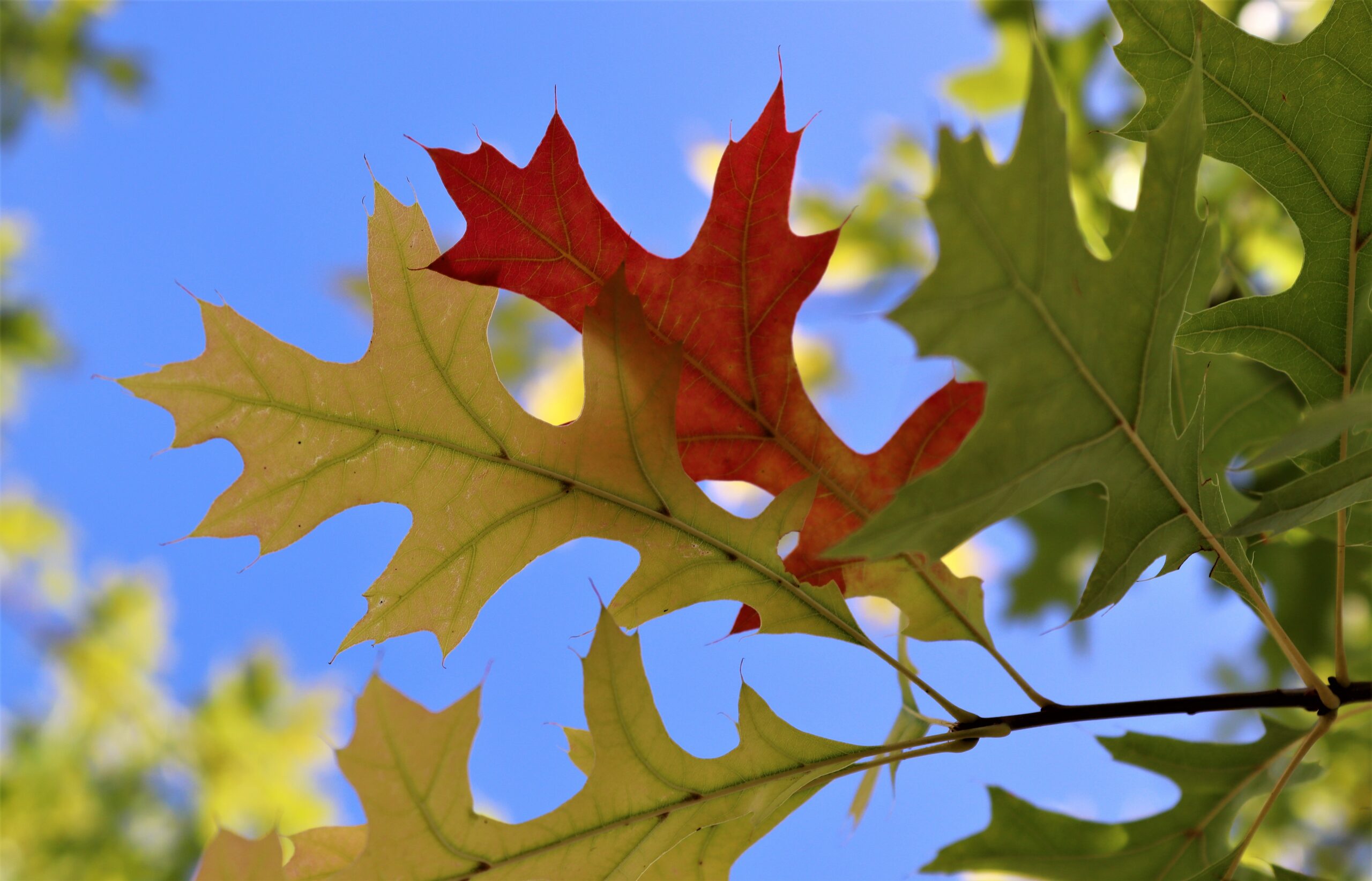Quercus palustris autumn leaves and blue sky
