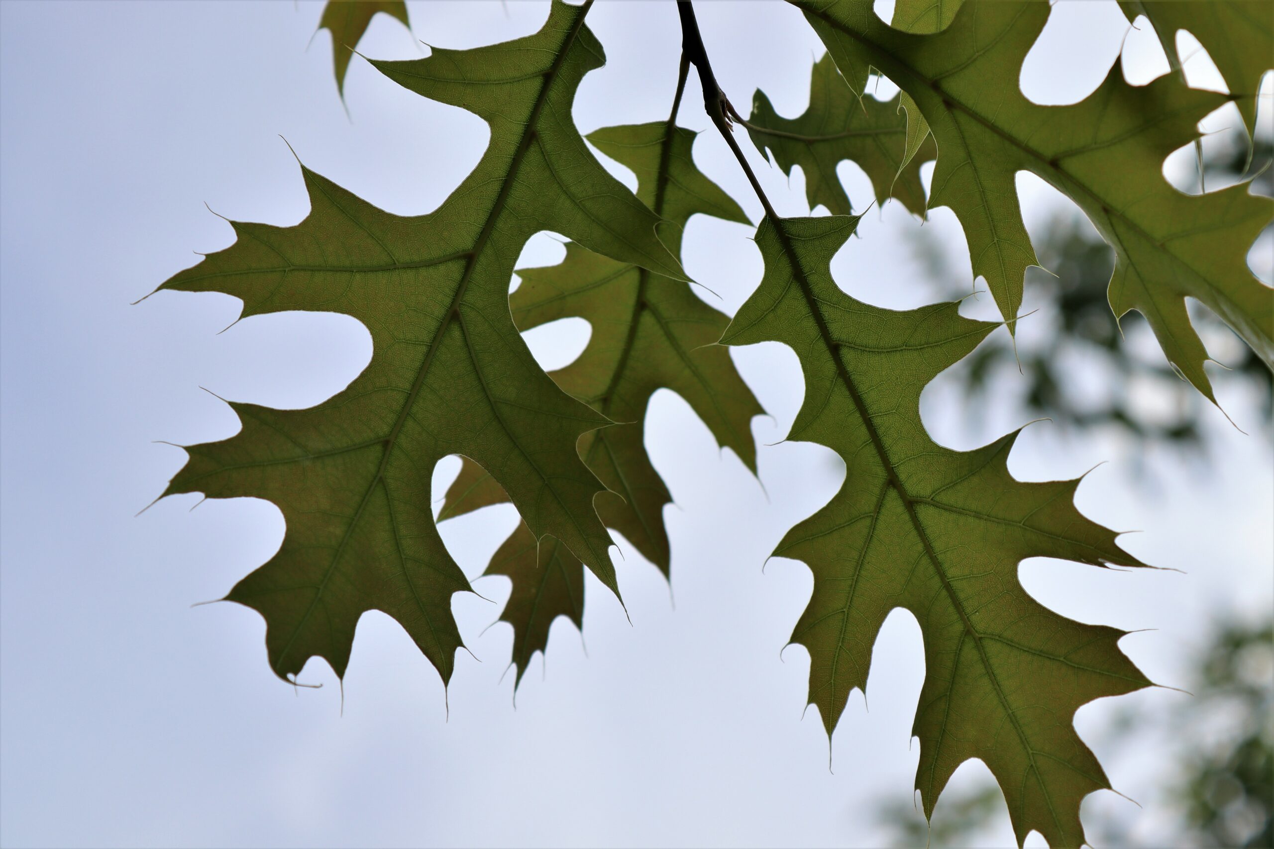Quercus palustris green leaves
