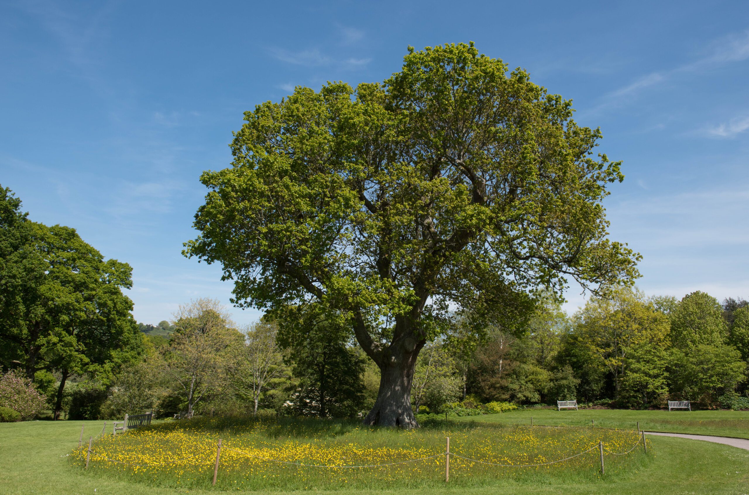 Quercus robur mature tree in field