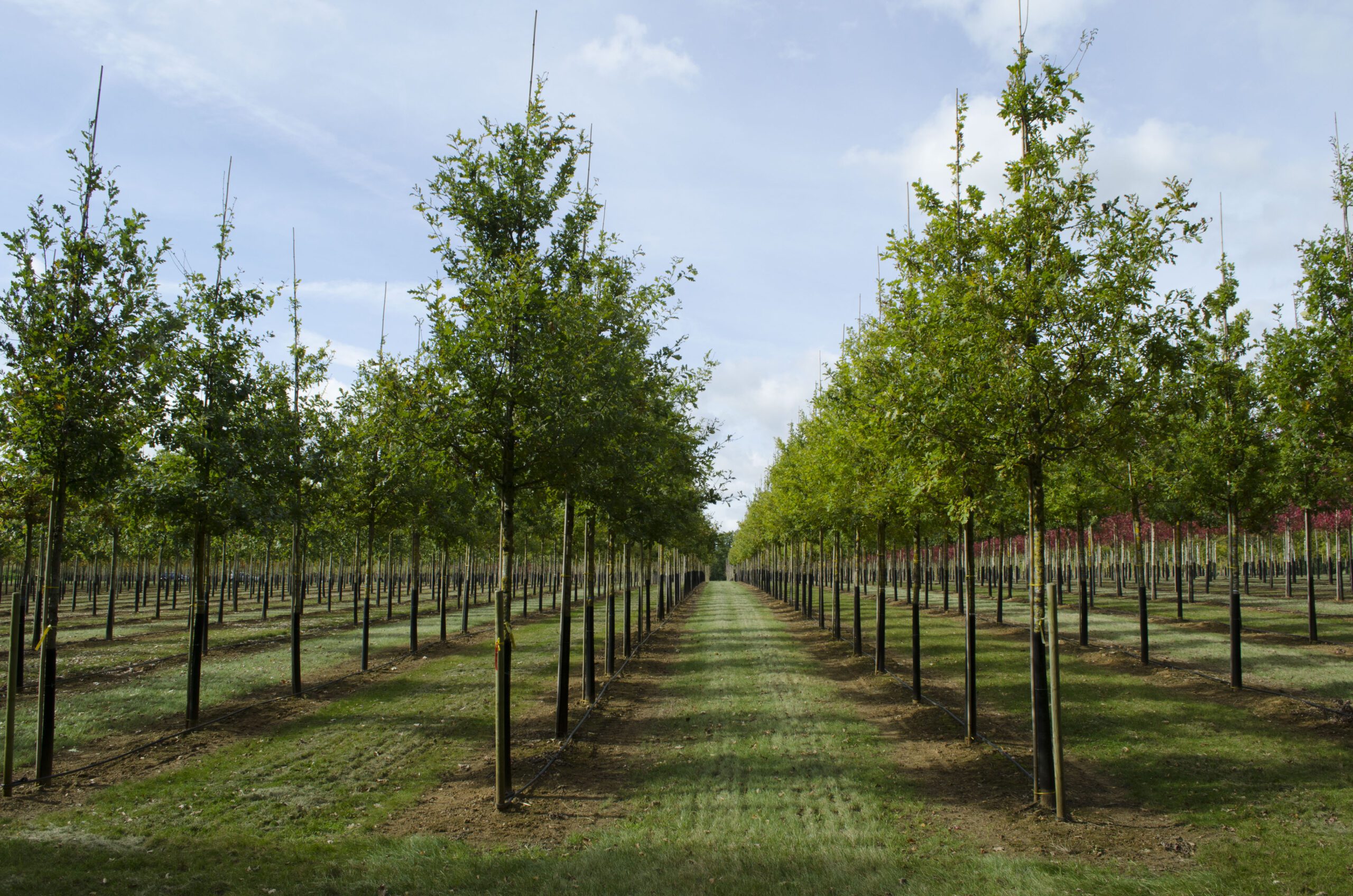 Quercus robur semi mature trees growing in rows in field