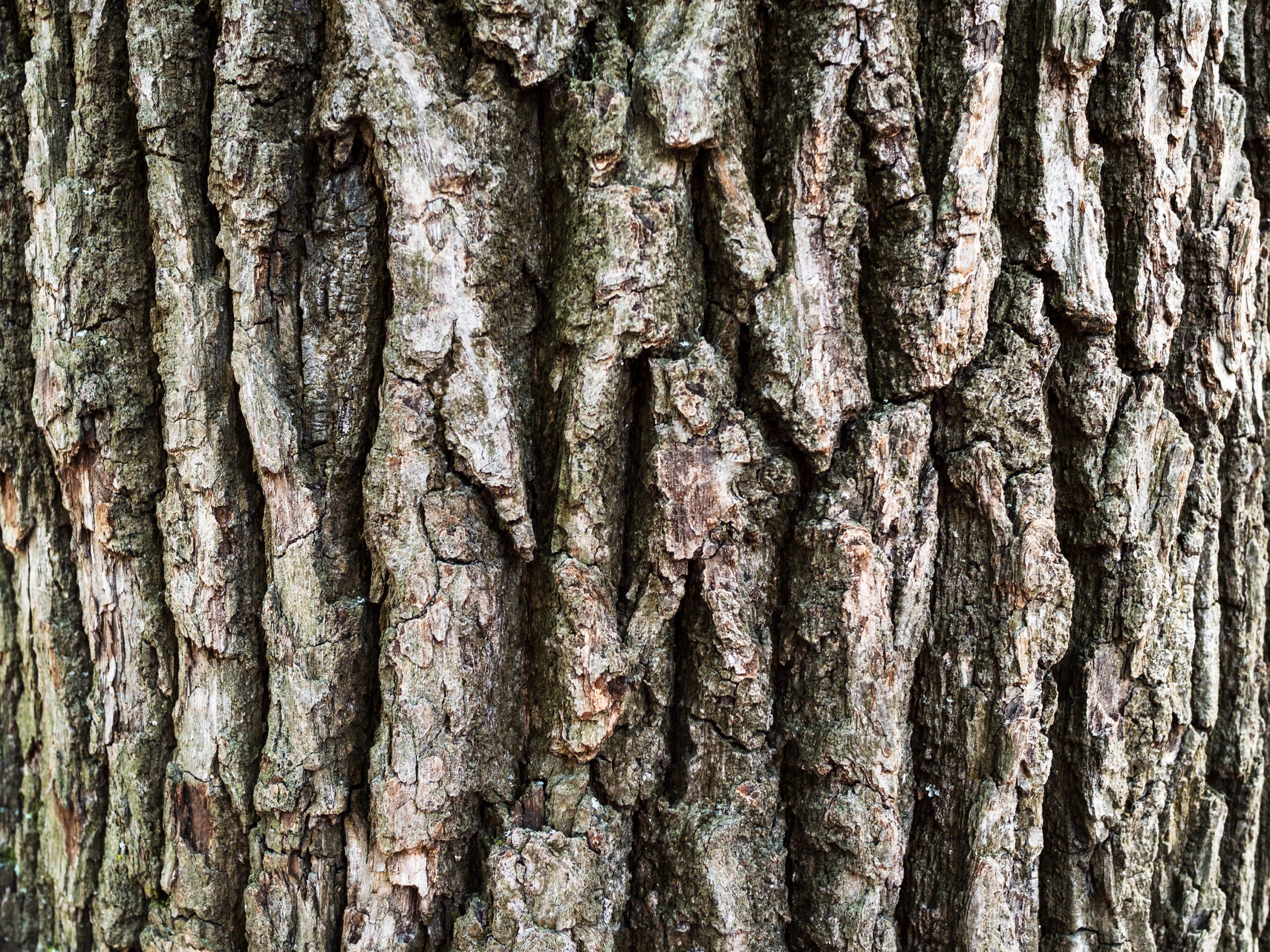 Quercus robur tree bark