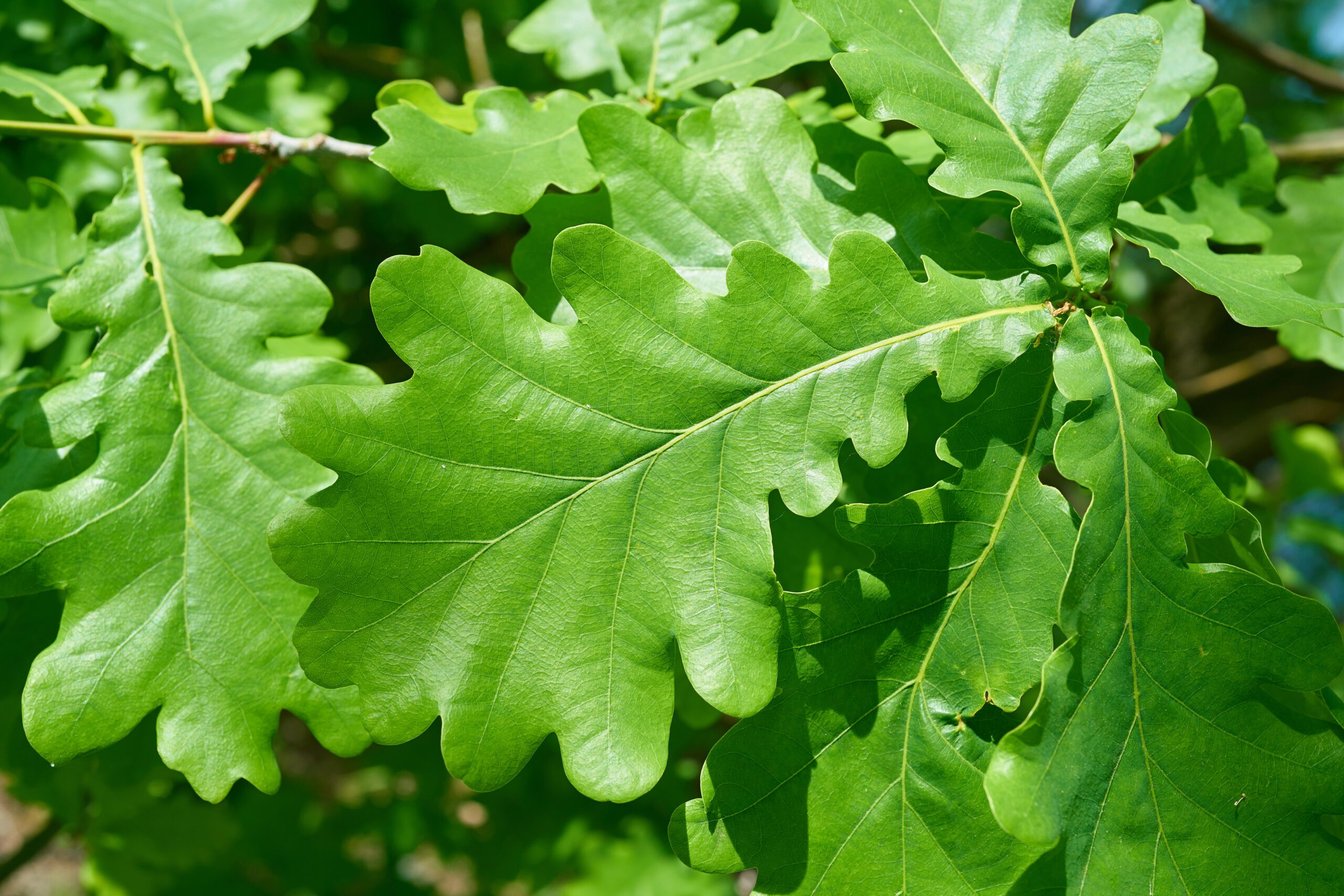 Quercus robur green leaves