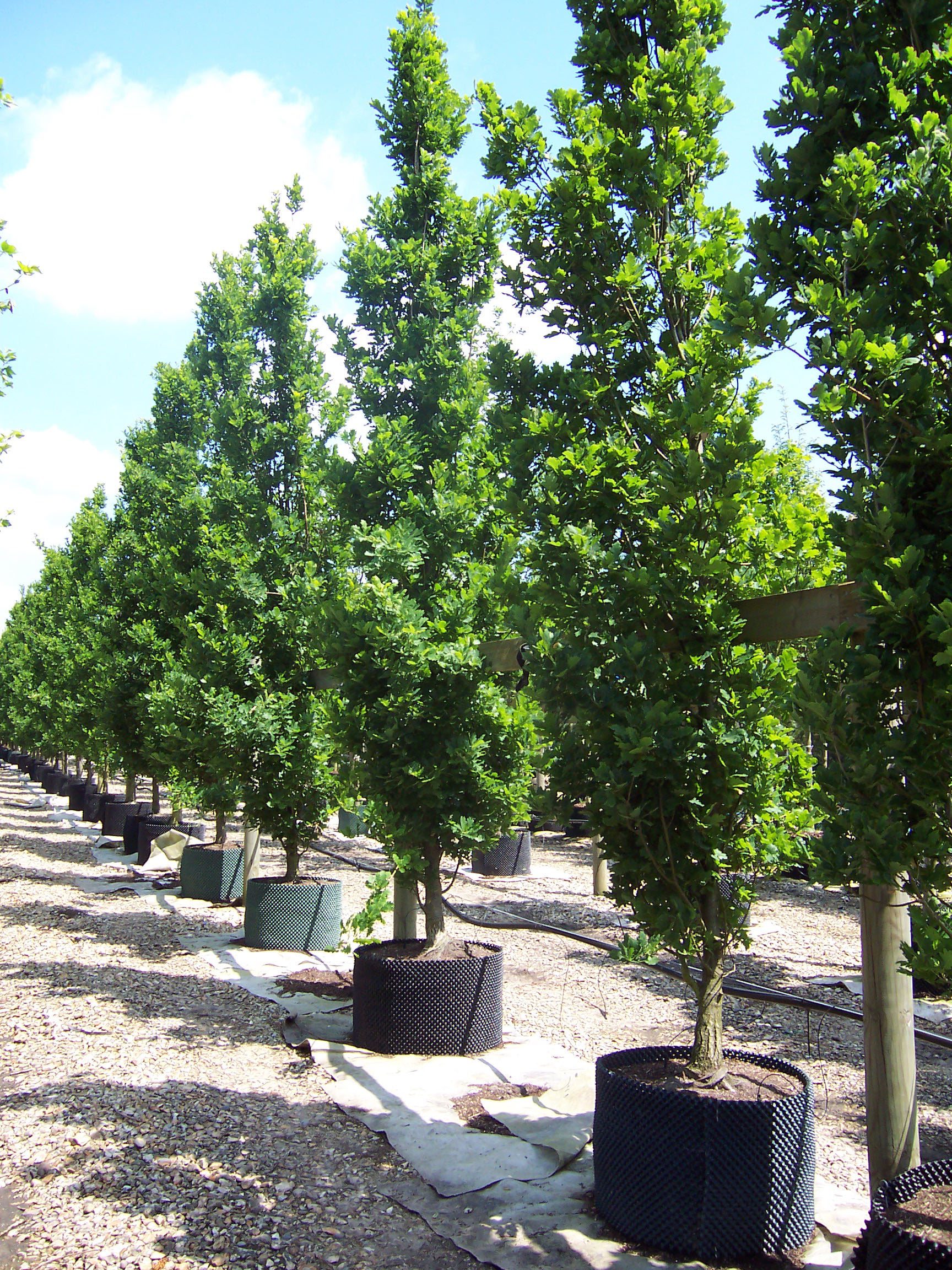 Quercus robur fastigiata Koster feathered trees growing in rows in containers
