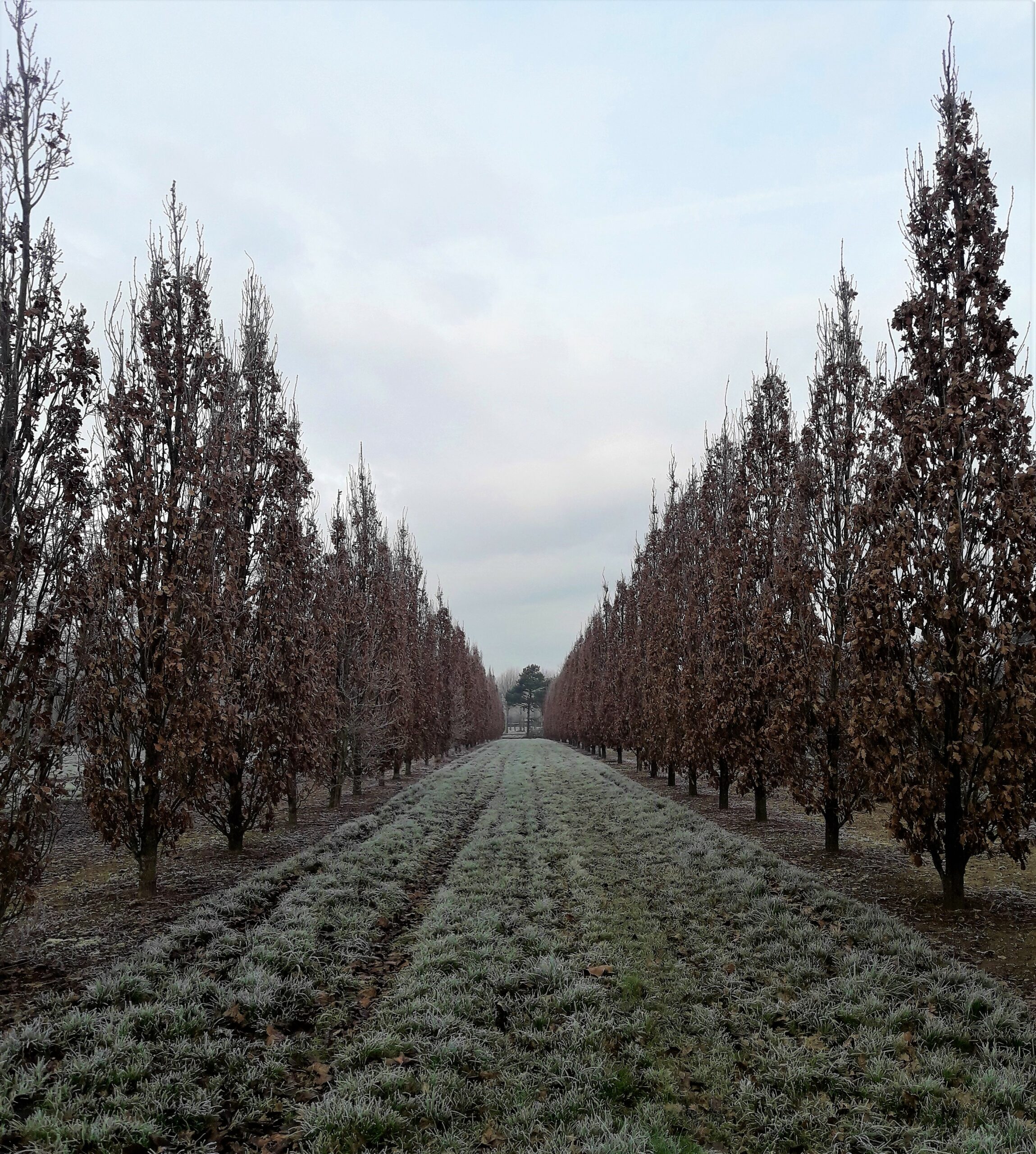 Quercus robur fastigiata Koster feathered trees growing in rows in field on a frosty morning