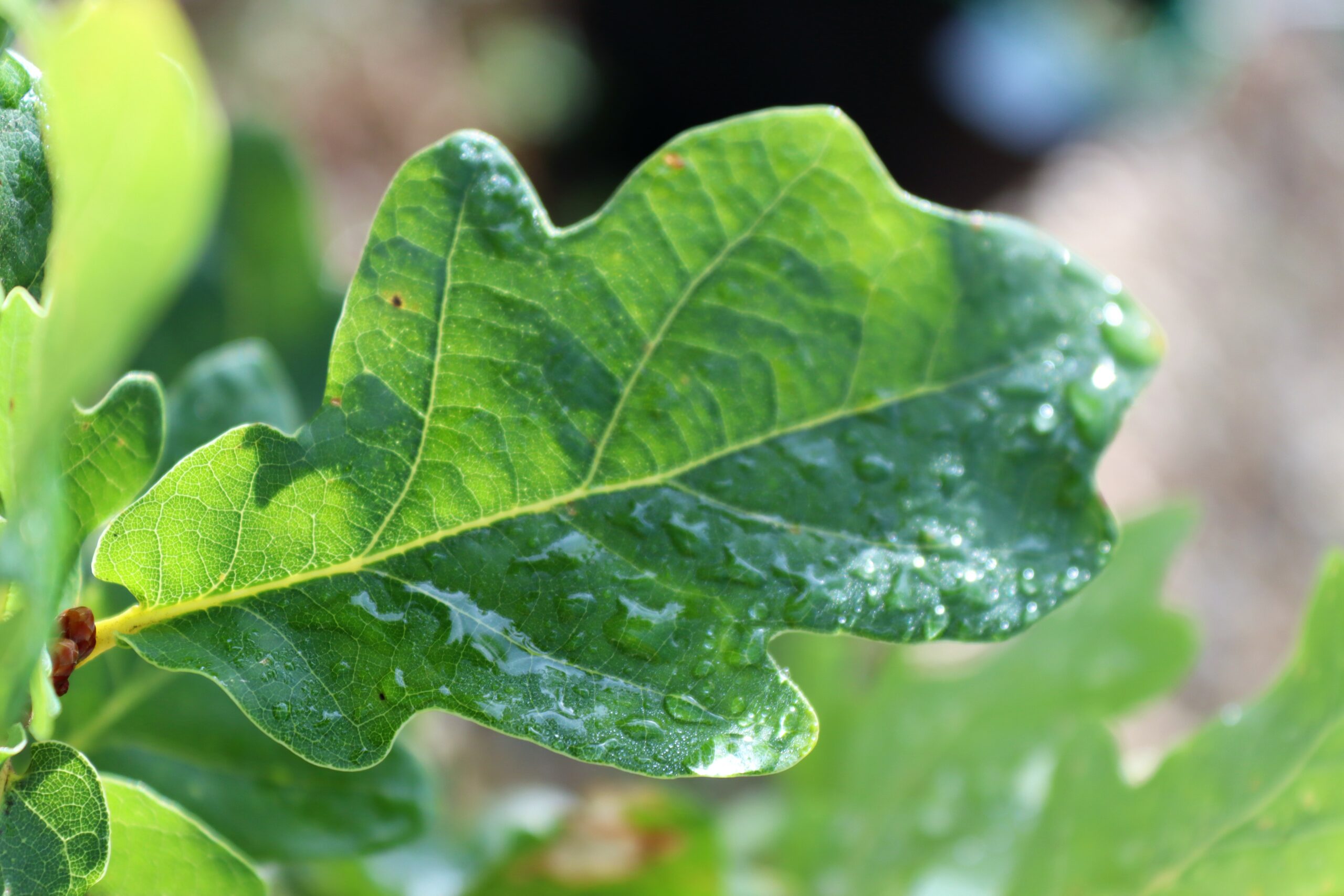 Quercus robur fastigiata Kostergreen leaf with raindrops