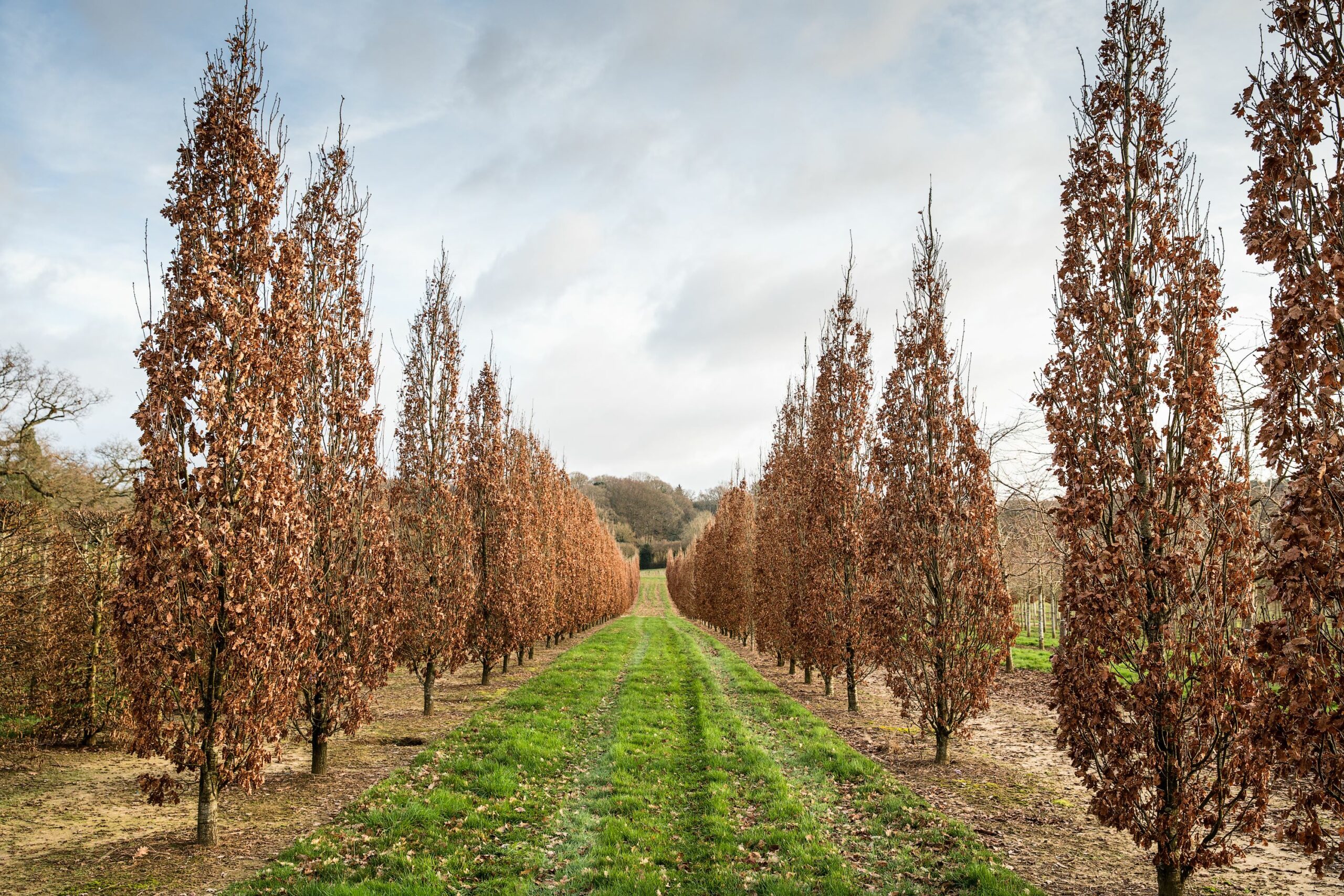 Quercus robur fastigiata Koster feathered trees growing in rows in field in autumn