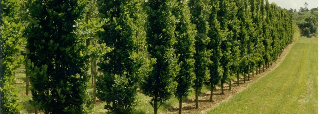 Quercus robur ‘fastigiata Koster’ Tree | Hillier Trees