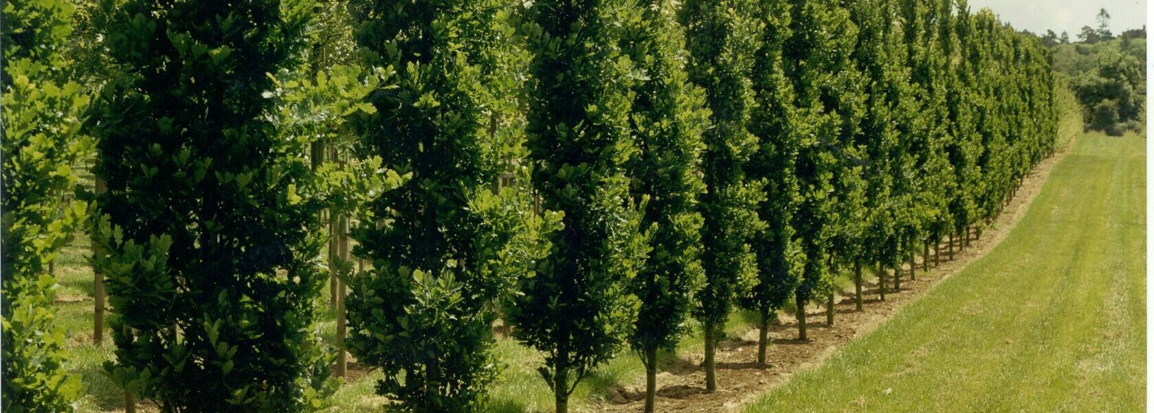 Quercus robur ‘Fastigiata Koster’