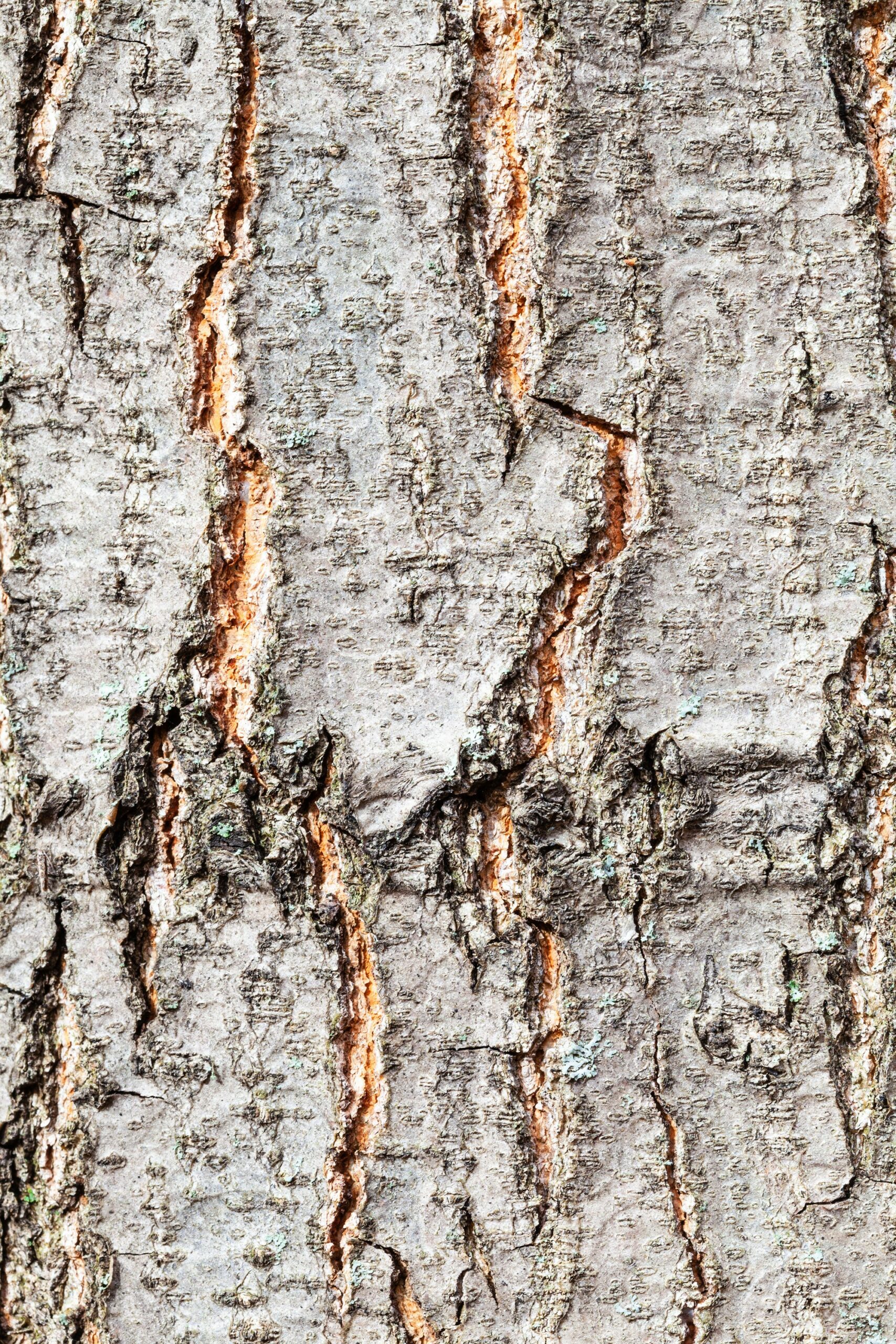 Quercus rubra tree bark