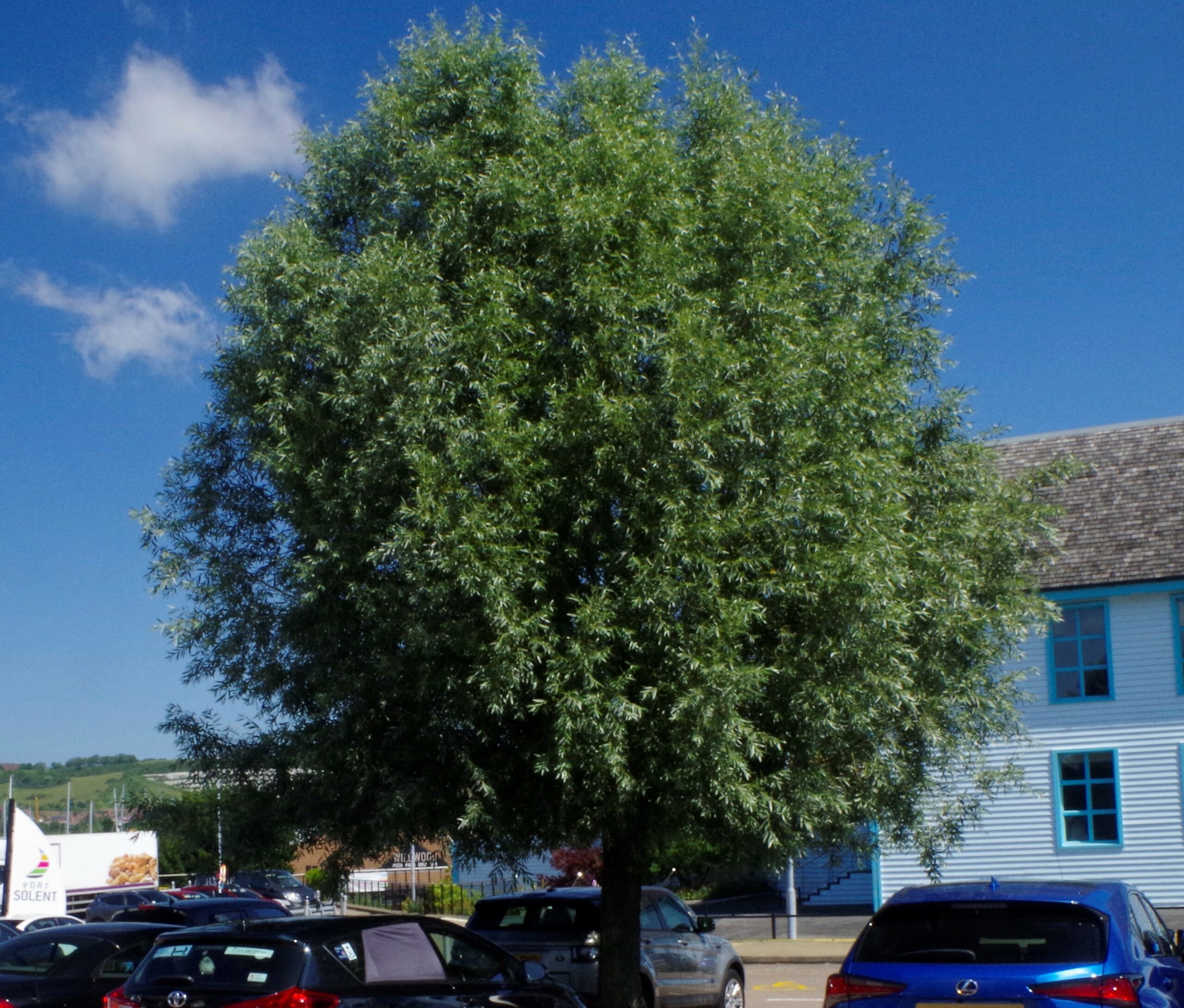 Salix alba mature tree in car park