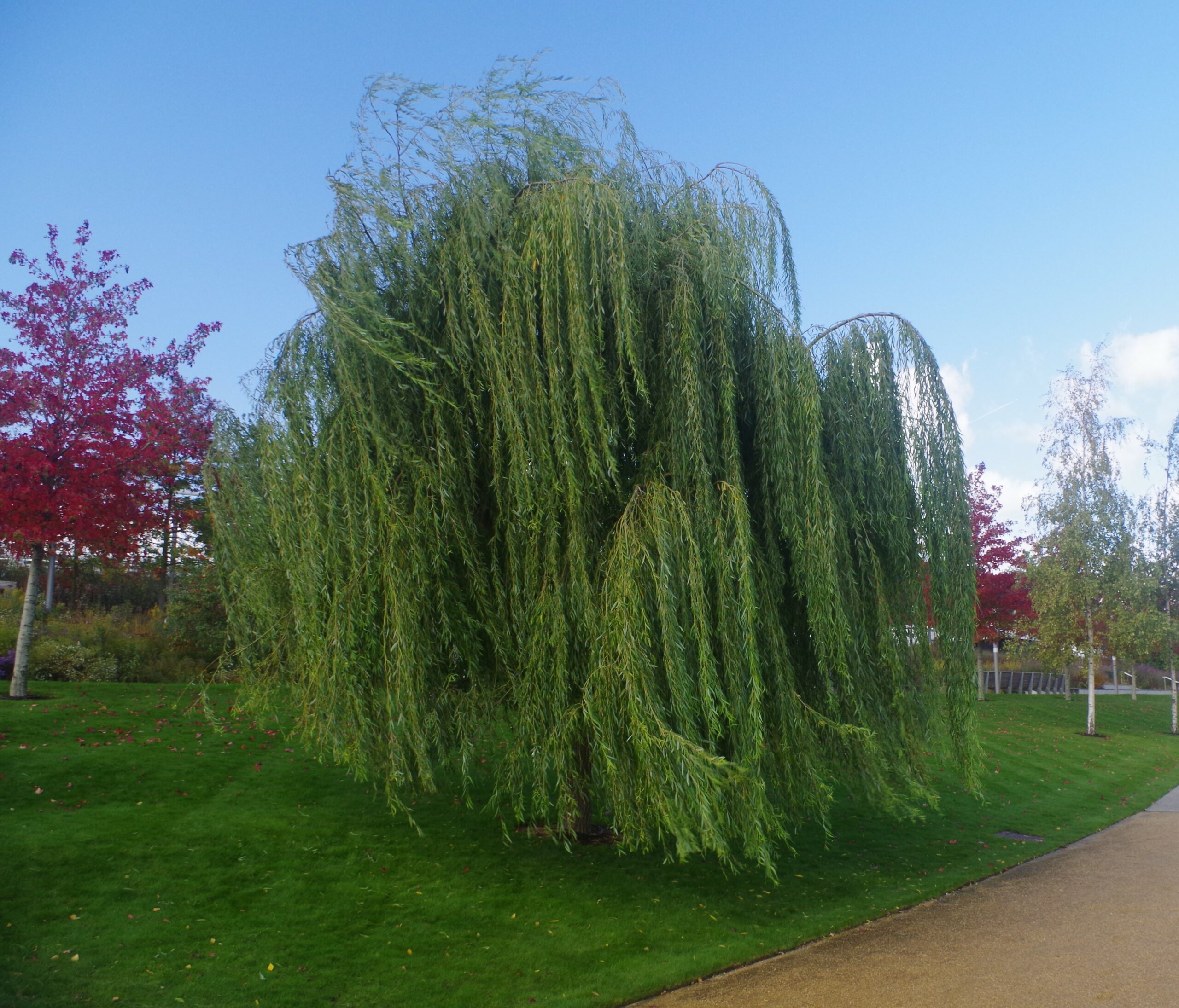 Salix babylonica mature tree in courtyard
