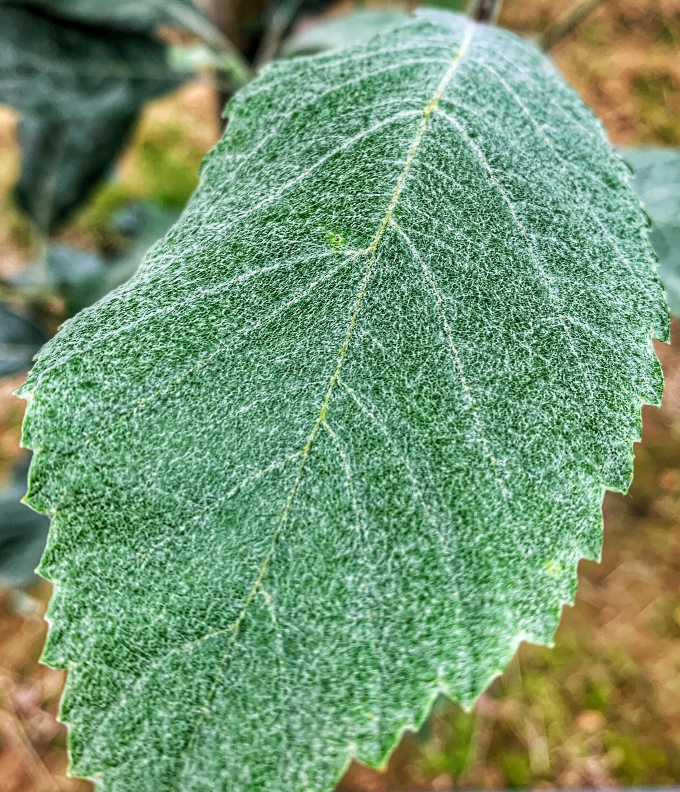 Sorbus aria Majestica green leaf