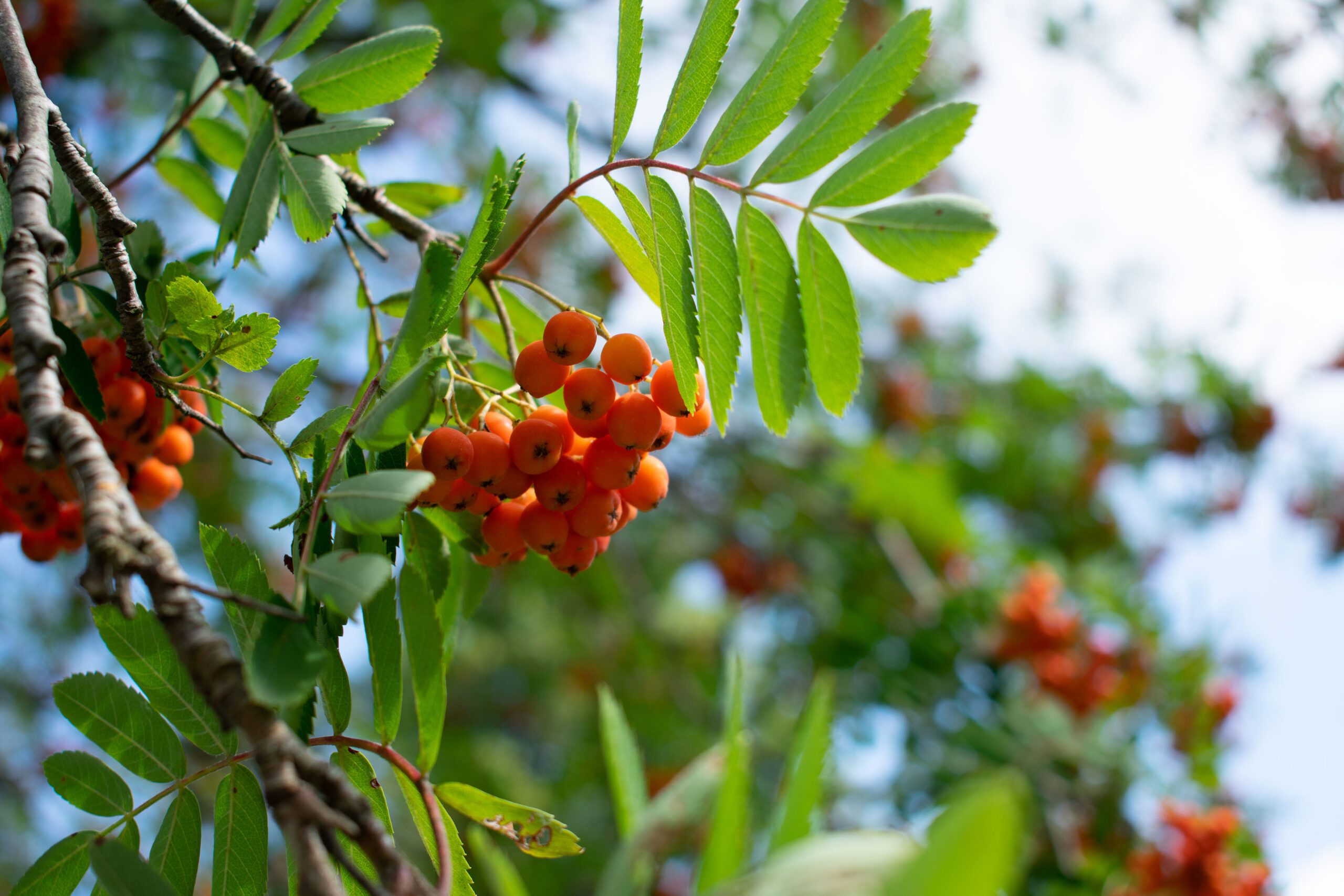 Sorbus arnoldina Golden Wonder orange berries and green leaves