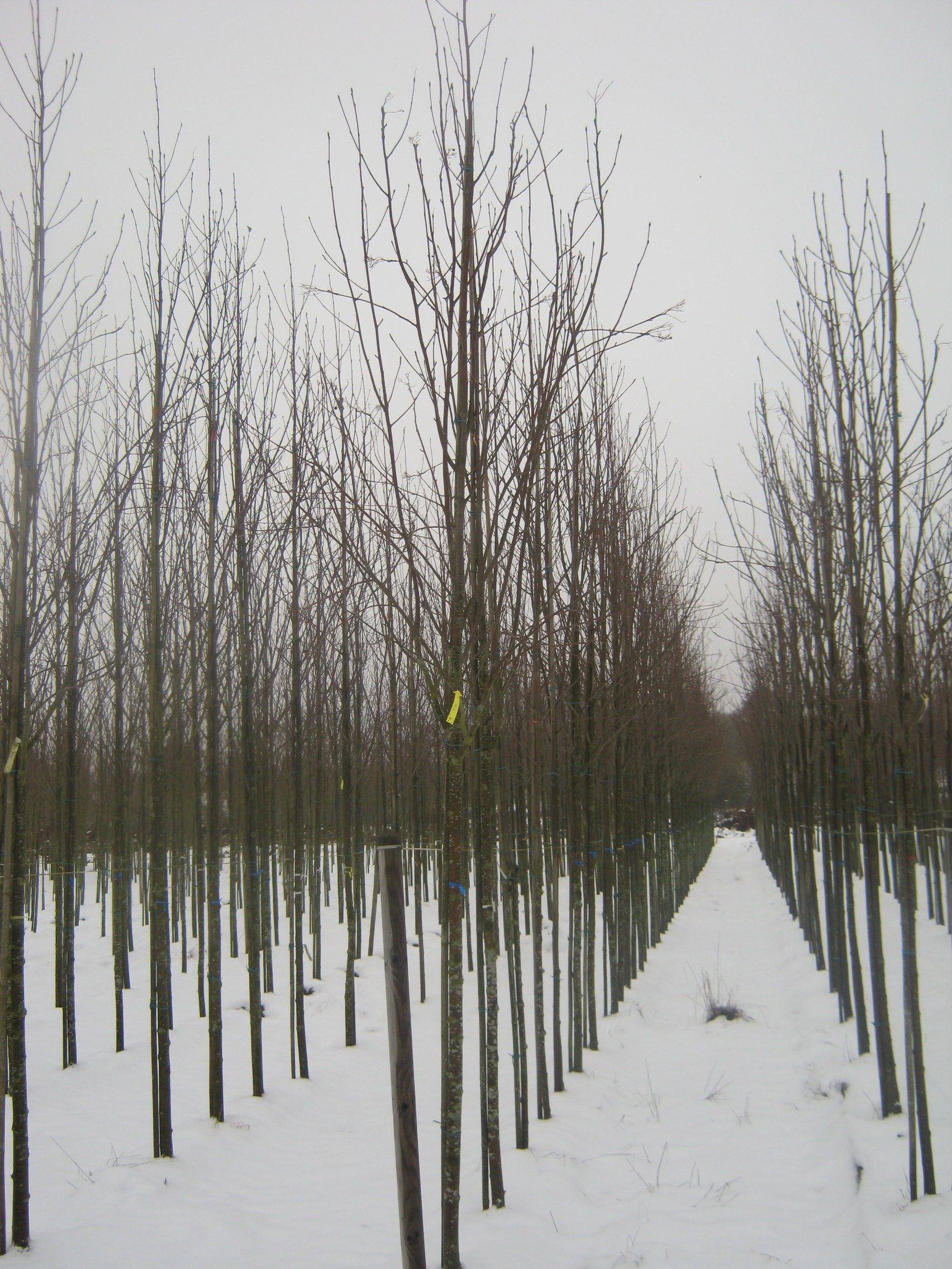 Sorbus aucuparis Asplenfolia semi mature trees in winter in snow growing in field