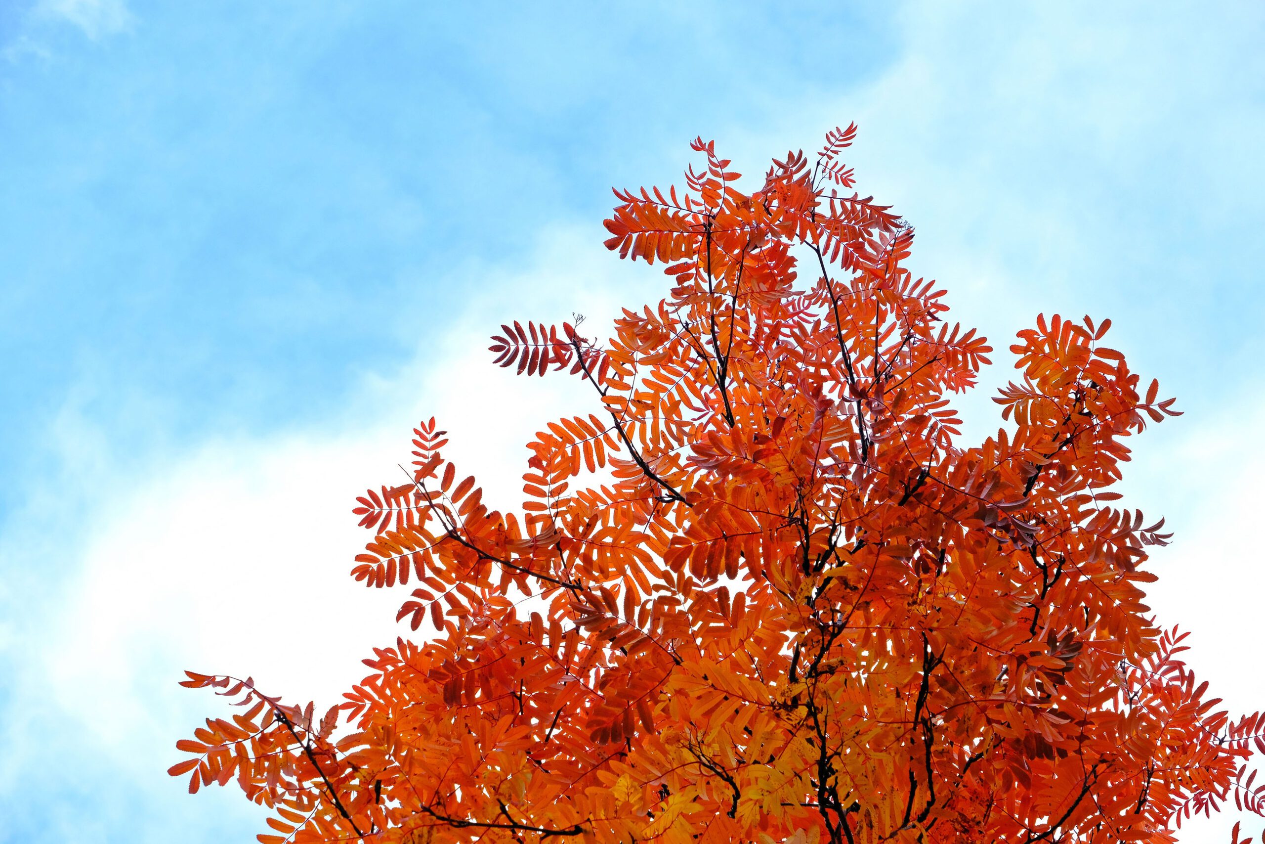 Sorbus Autumn Spire leaves in autumn