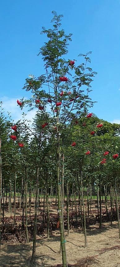 Sorbus aucuparis Cardinal trees growing in fields with orange berries