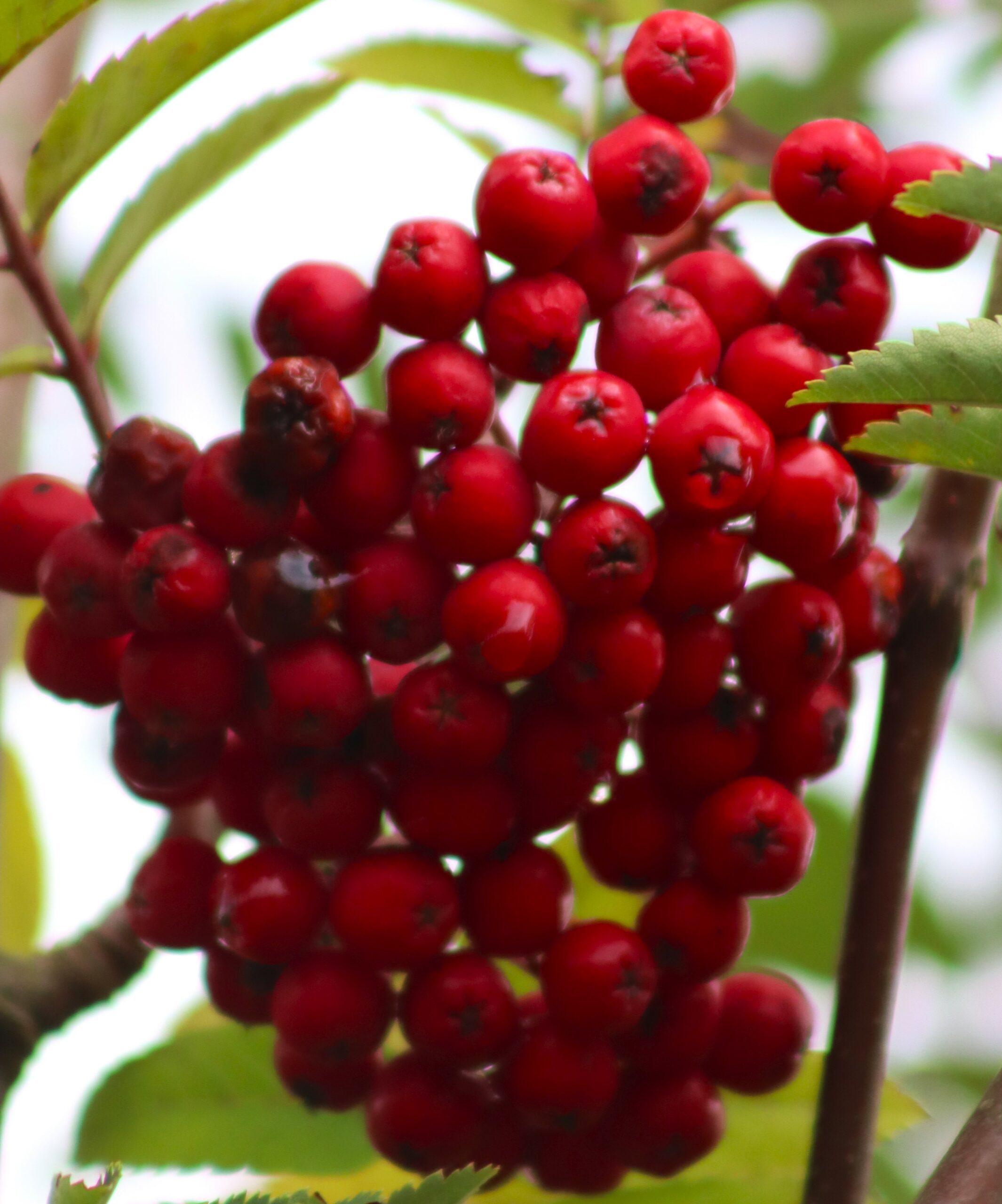 Sorbus aucuparis Cardinal red berries