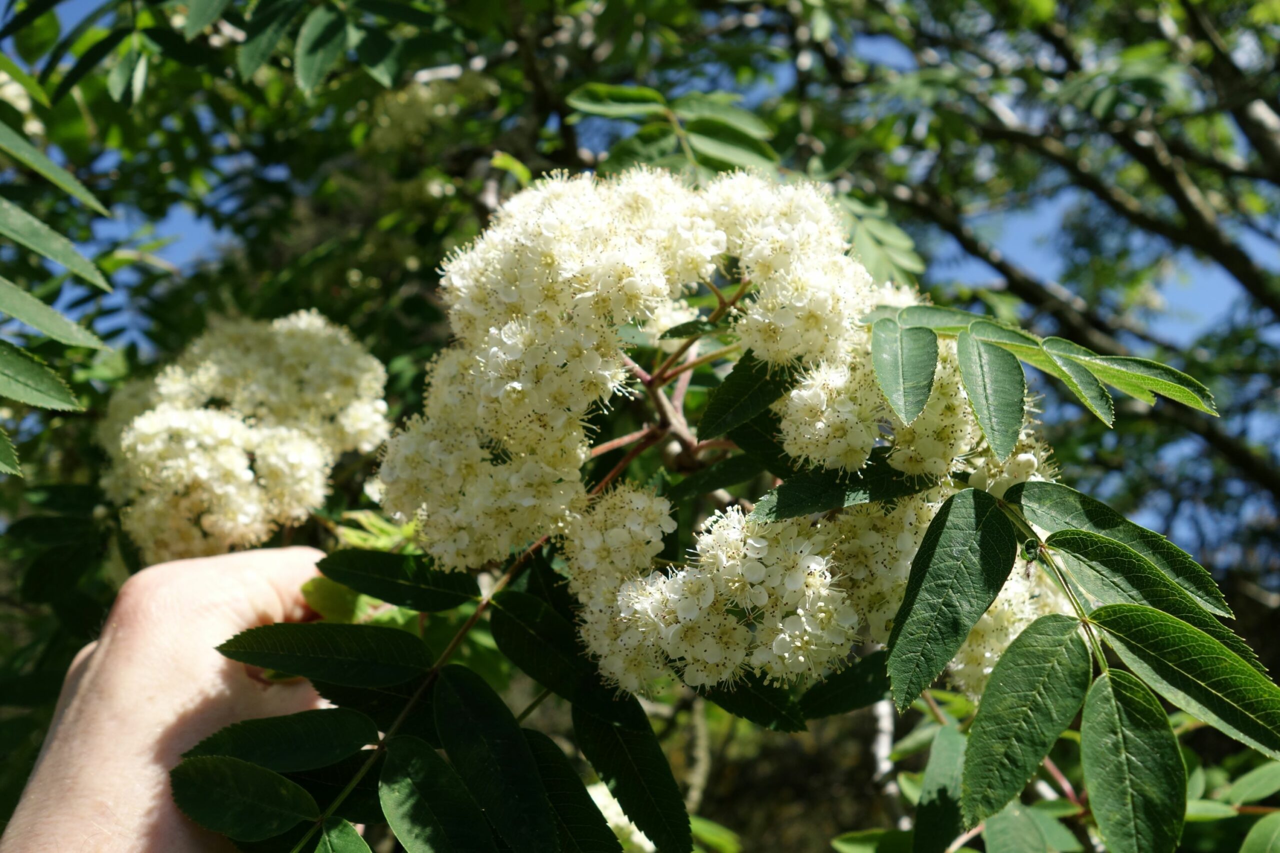 Sorbus aucuparis Mountain Ash white flowers and green leaves