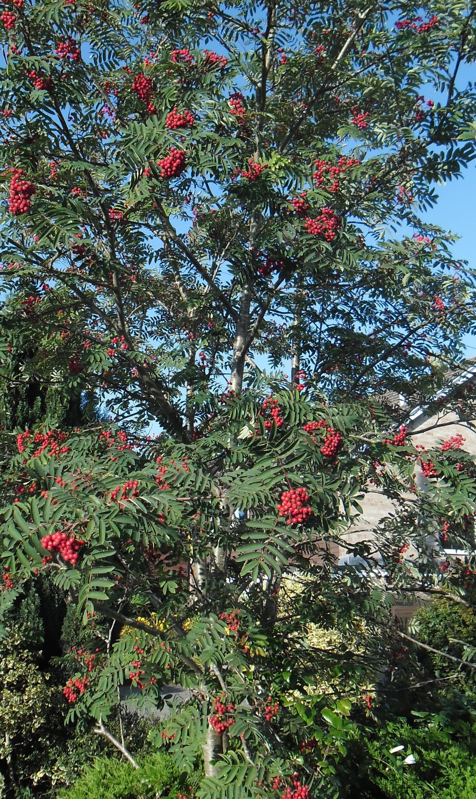 Sorbus aucuparis Mountain Ash multi stem tree with red berries