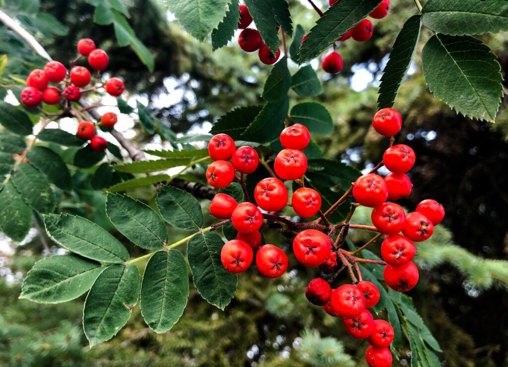 Sorbus aucuparia Sheerwater Seedling green leaves and red berries