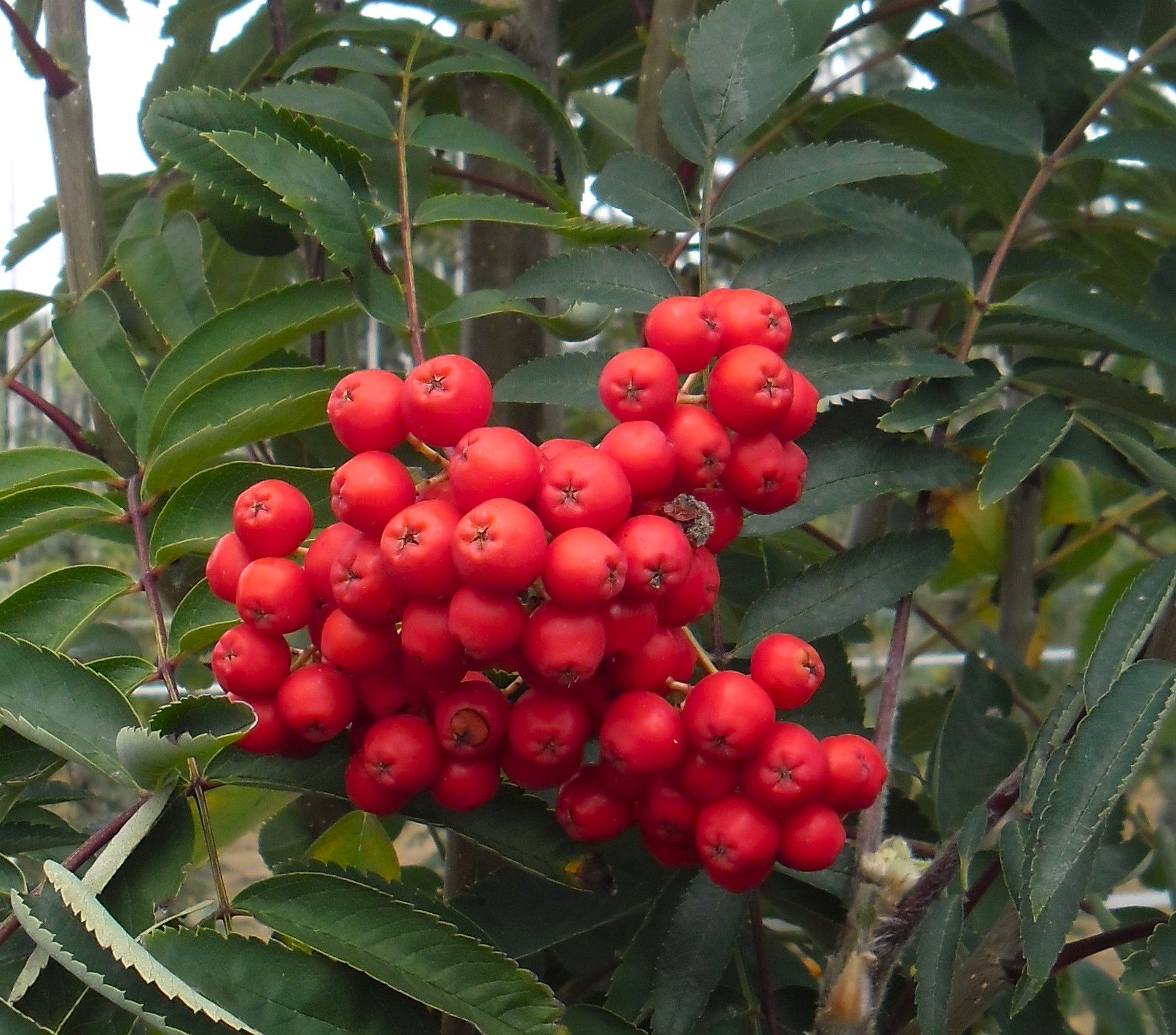Sorbus aucuparia Streetwise red berries and green leaves