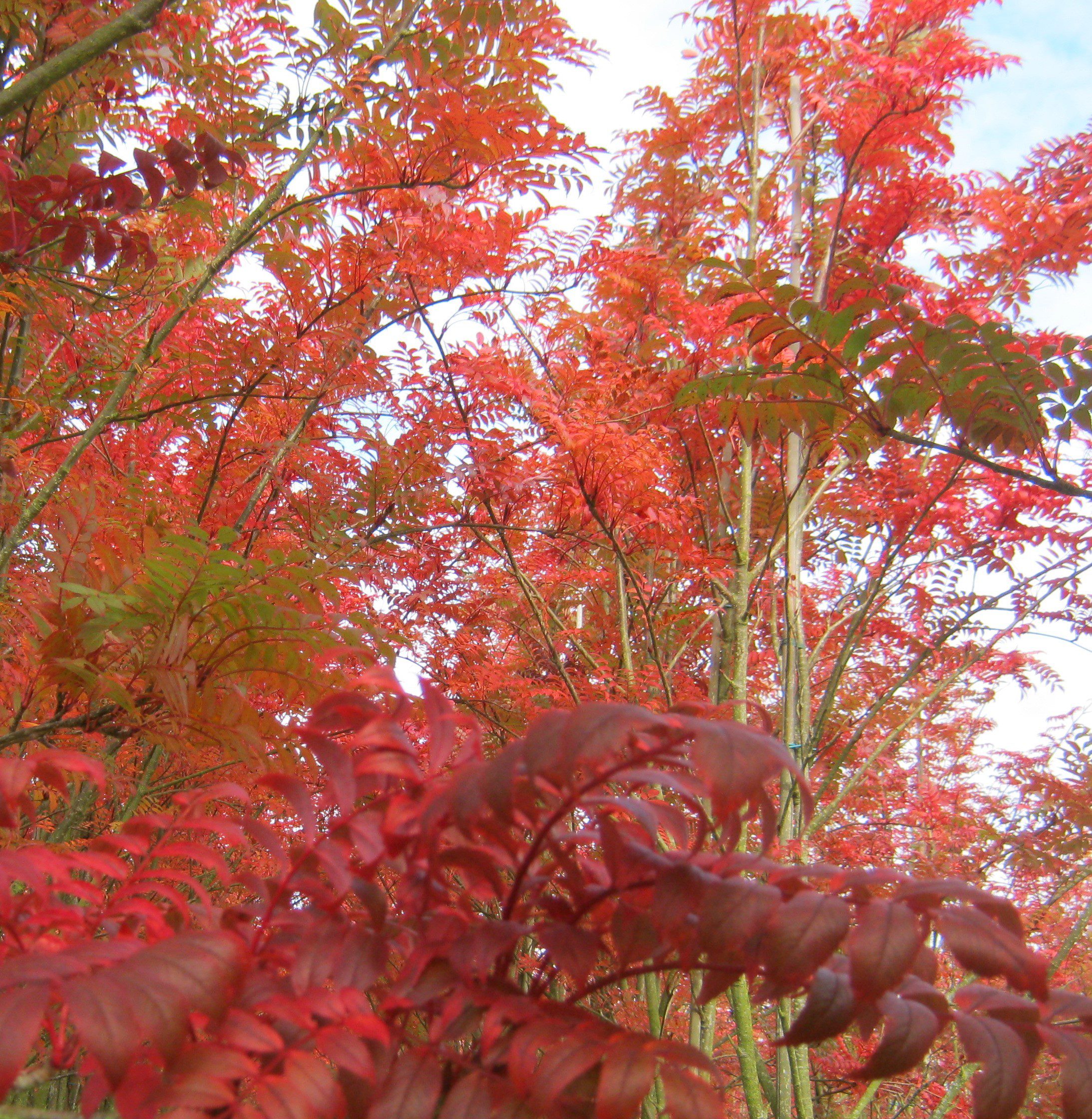 Sorbus commixta Embley tree with autumn colour