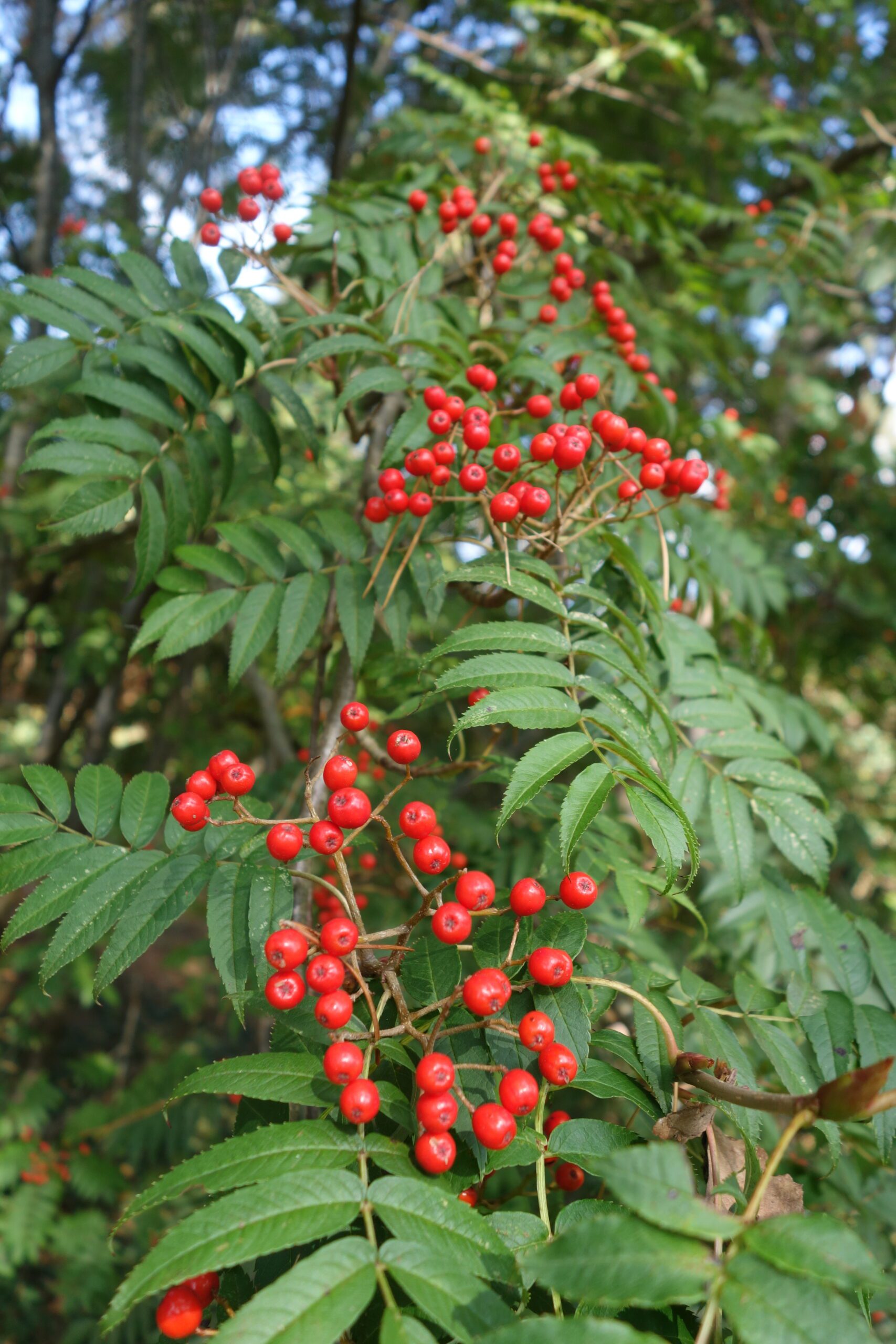 Sorbus commixta green leaves and red berries