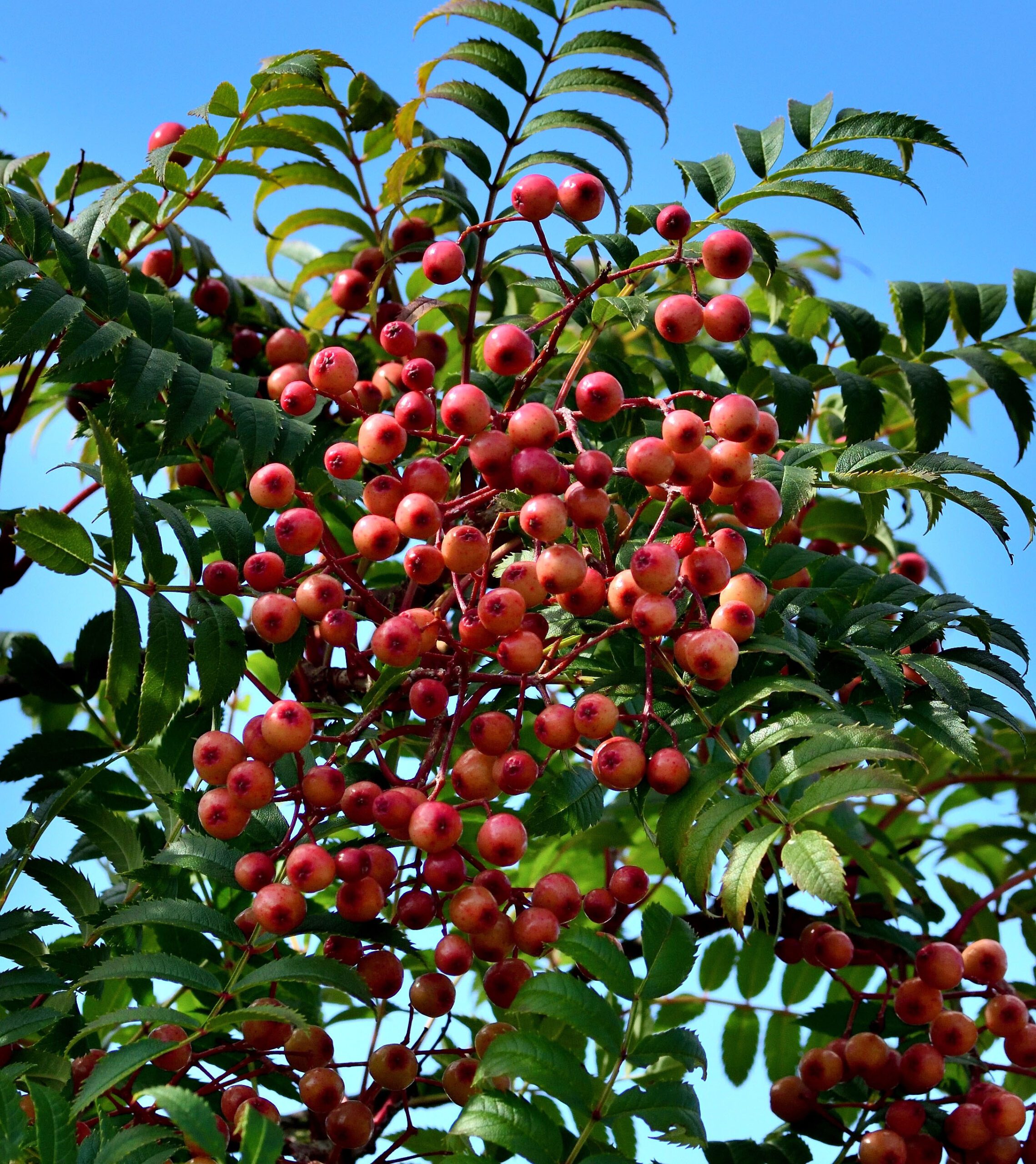 Sorbus Glowing Pink green leaves and pink berries with blue sky