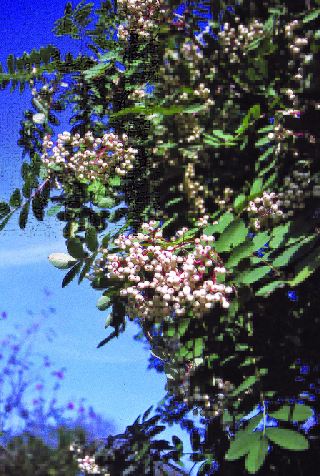 Sorbus hupehensis green leaves and white berries