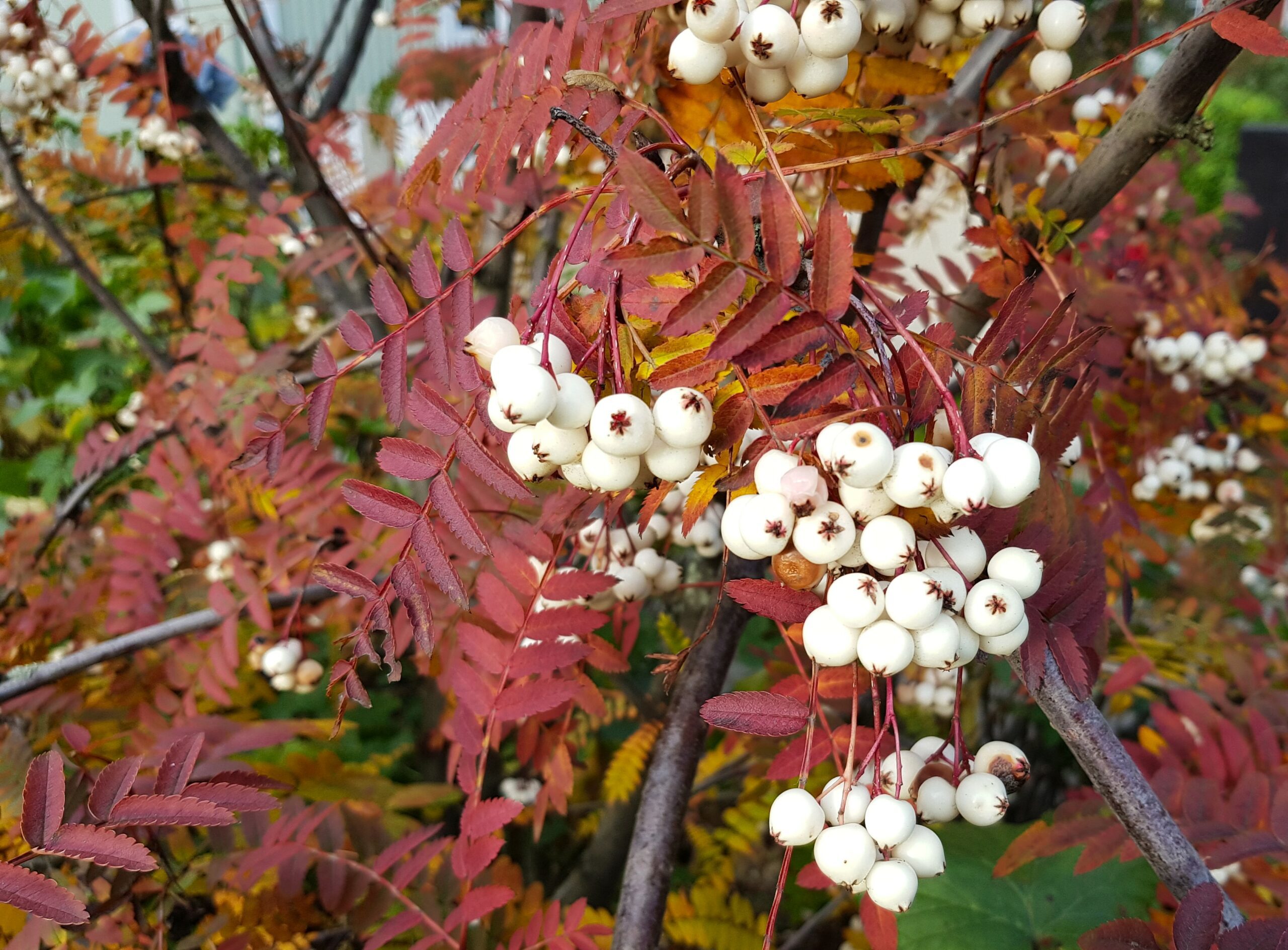 Sorbus hupehensis red autumn leaves and white berries