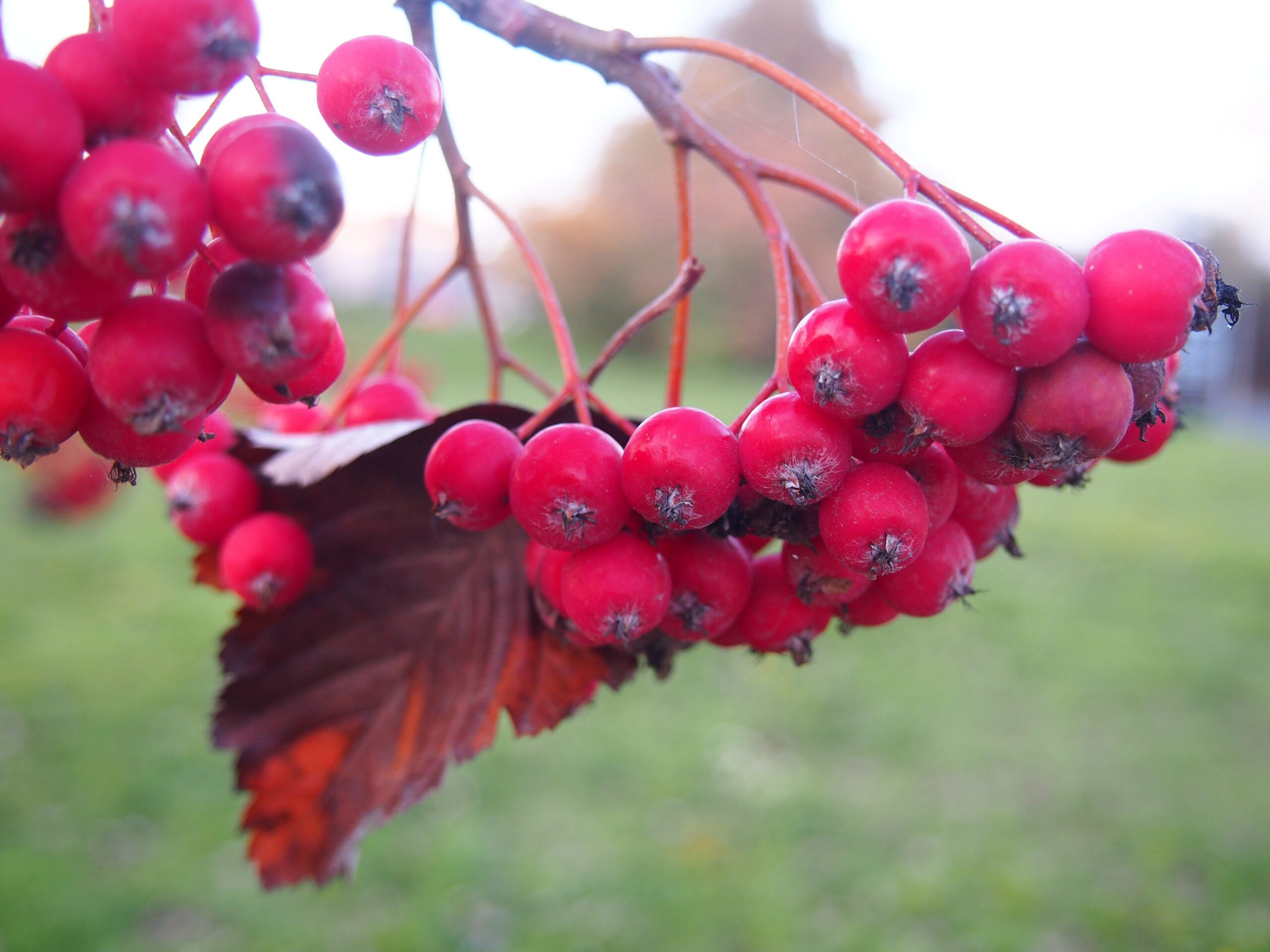 Sorbus intermedia Brouwers red berries