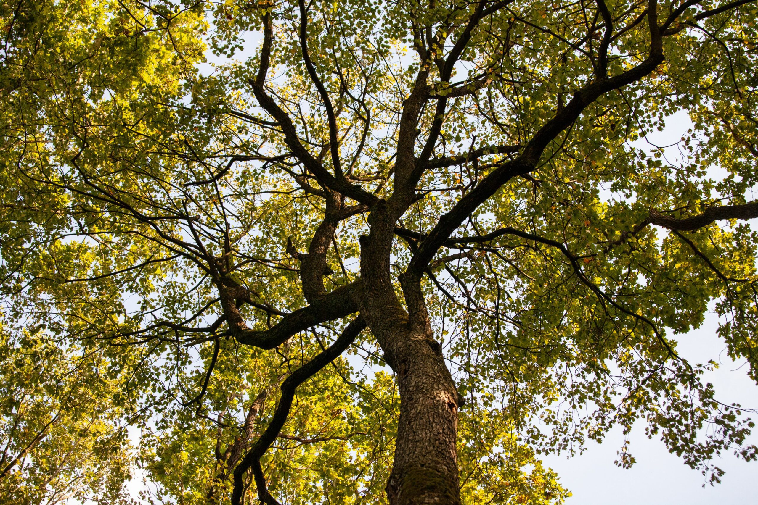 Sorbus torminalis tree canopy