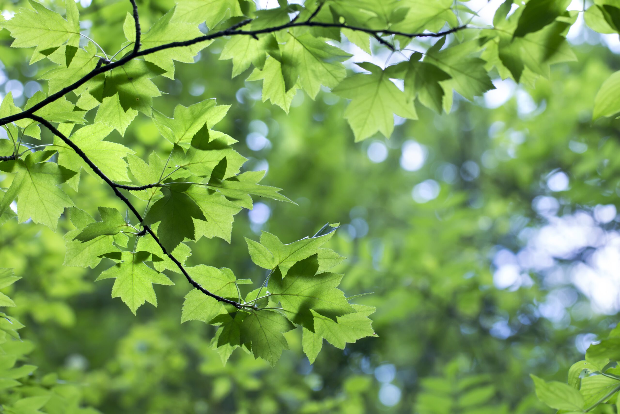 Sorbus torminalis green leaves