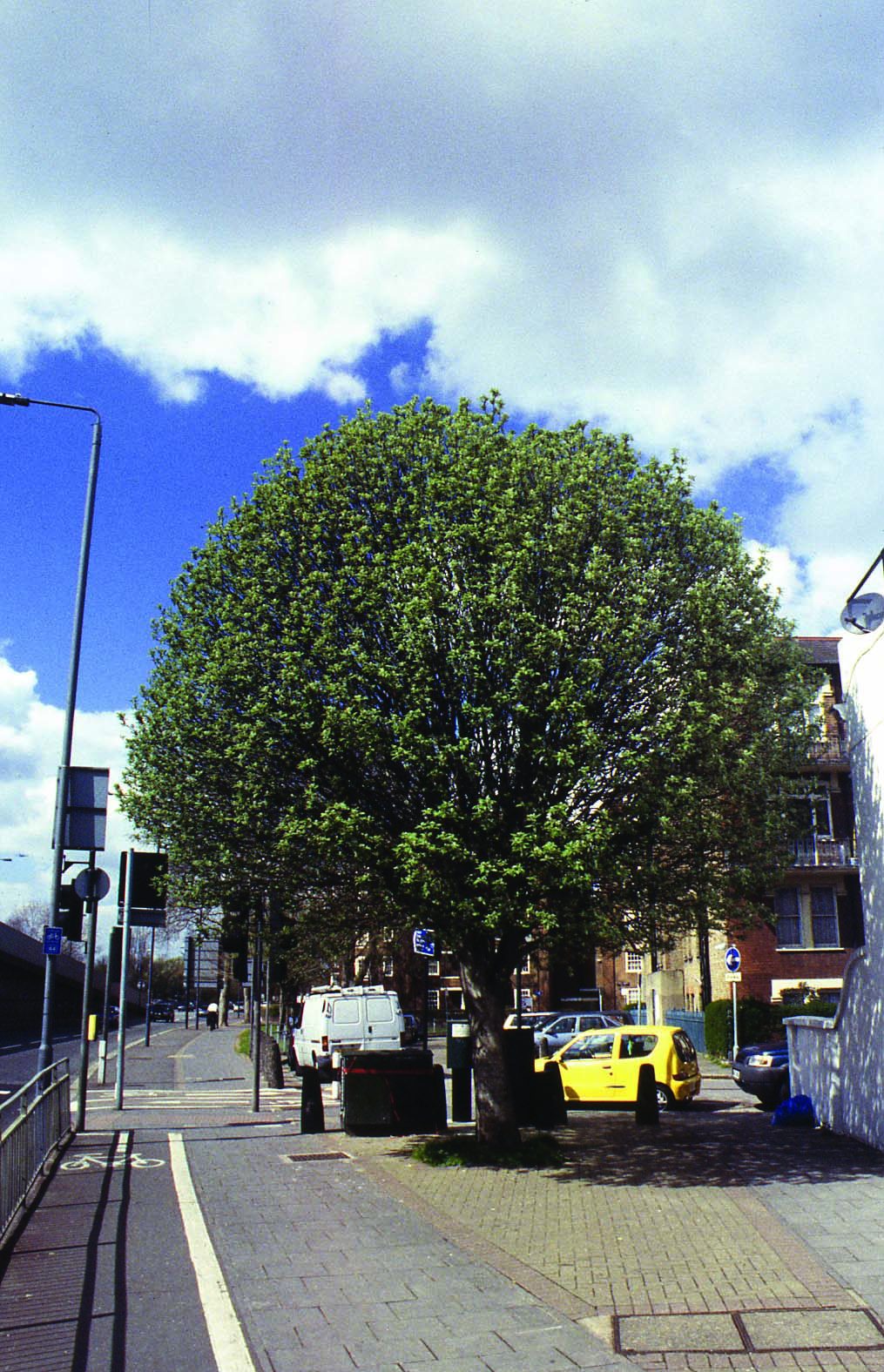 Sorbus x thuringiaca Fastigiata mature tree on street