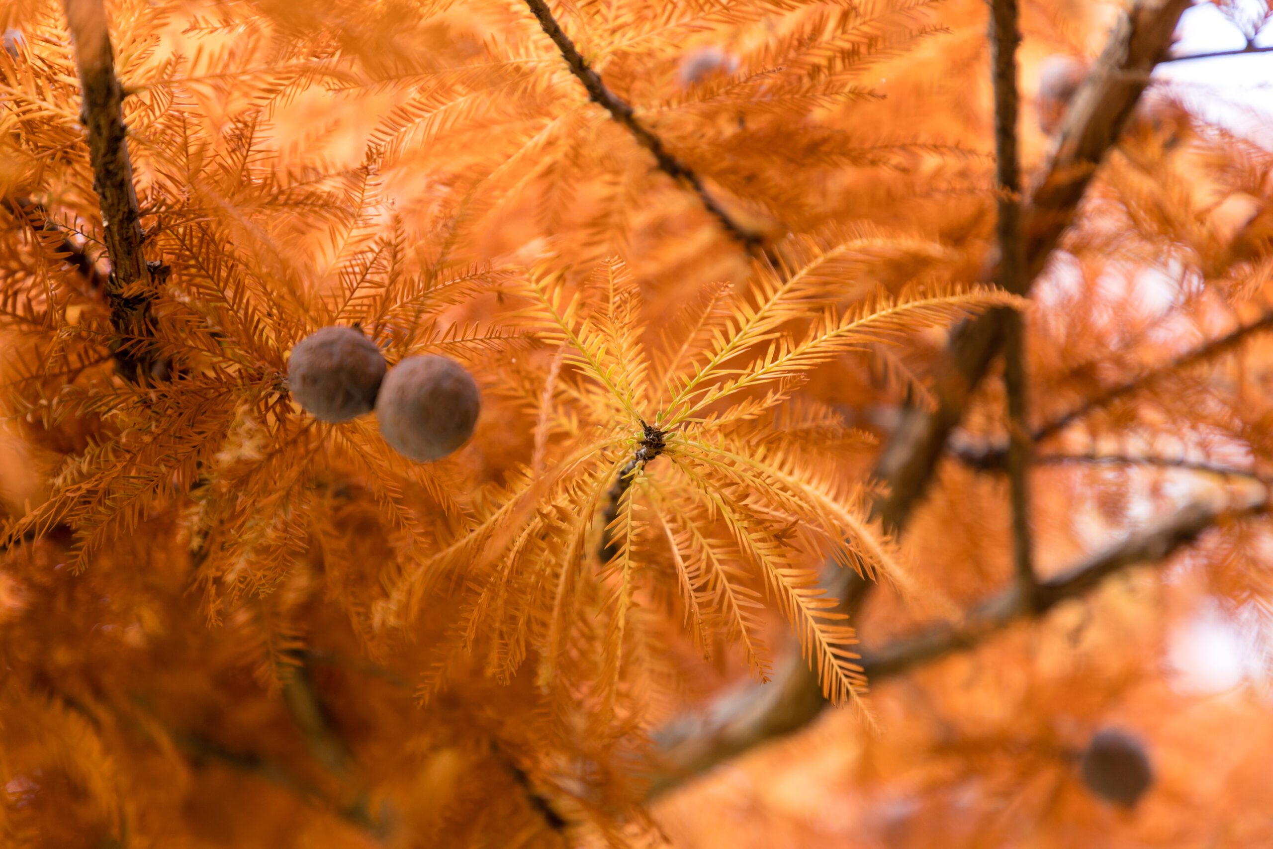 Taxodium distichum autumn needles