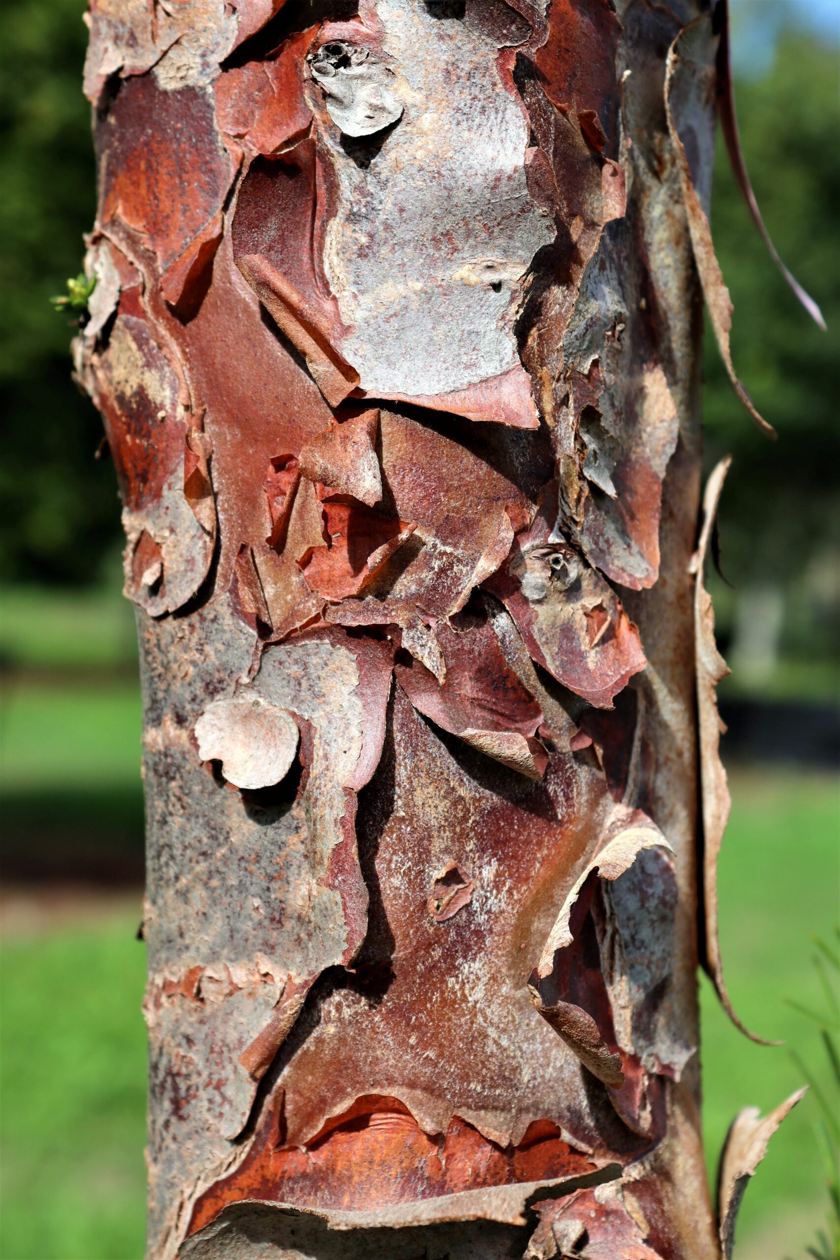 Taxus baccata bark