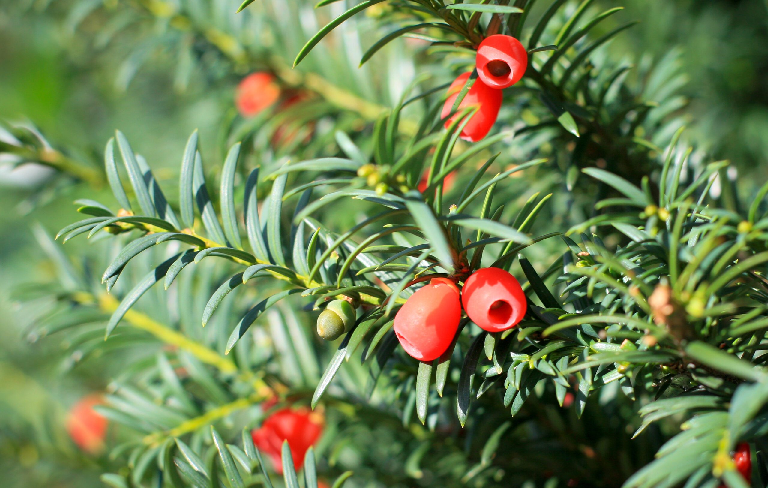 Taxus baccata red berries and green needles