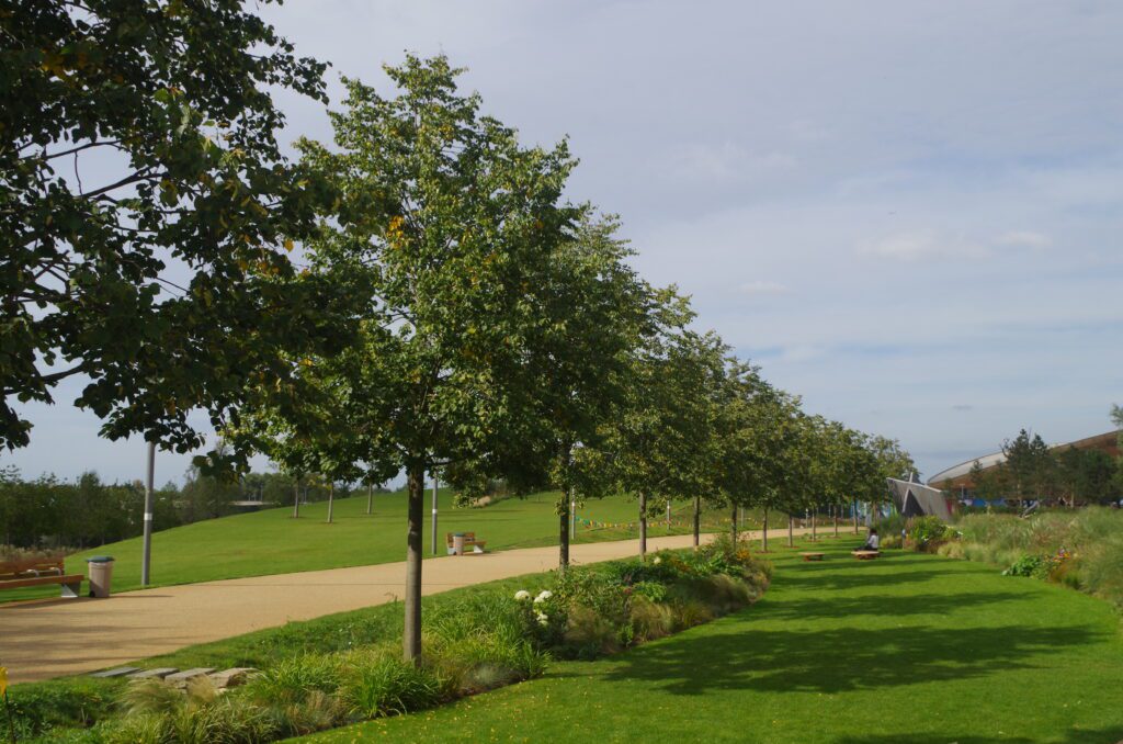 Tilia cordata Greenspire mature trees in avenue