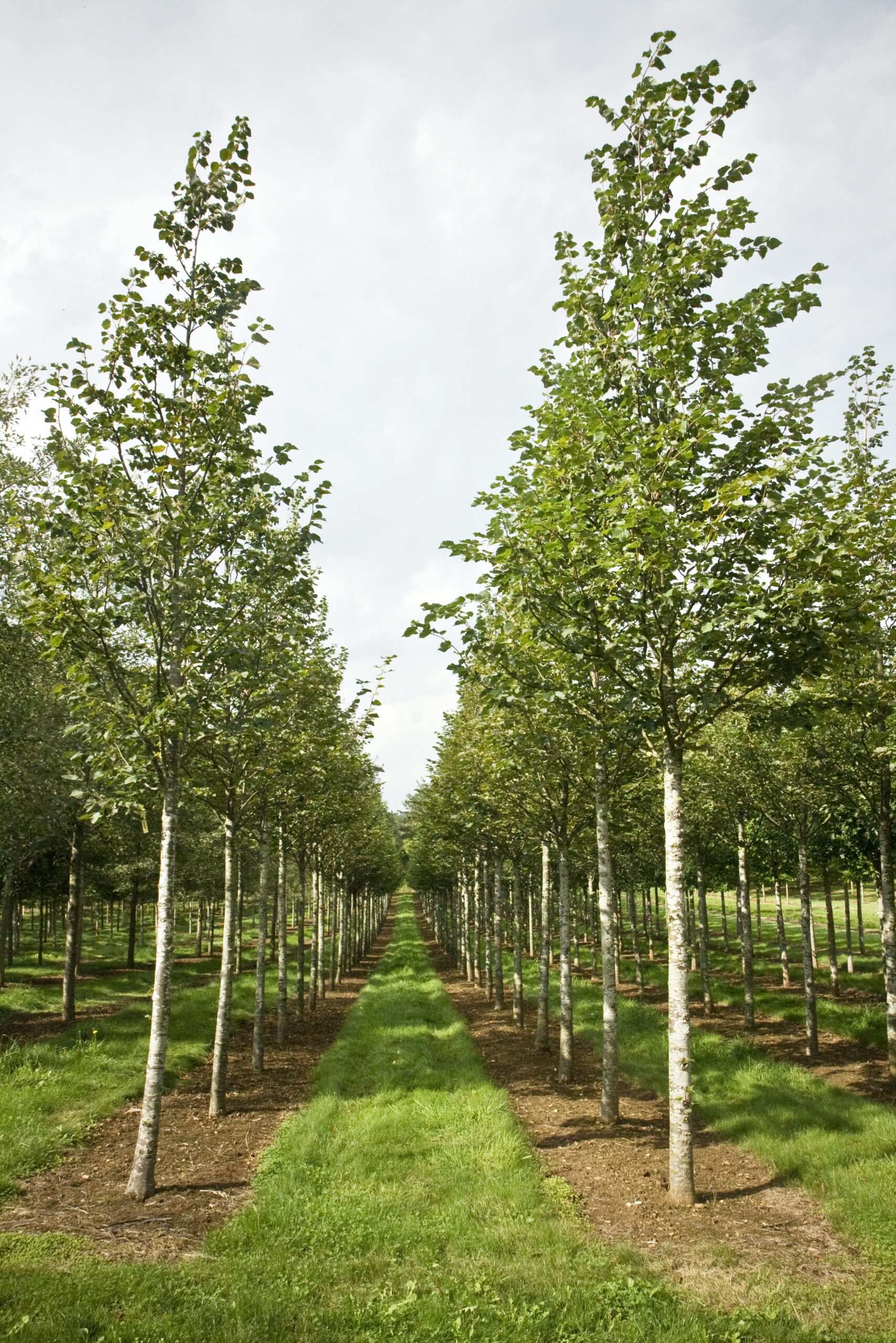 Tilia cordata Streetwise semi mature trees growing in rows in field